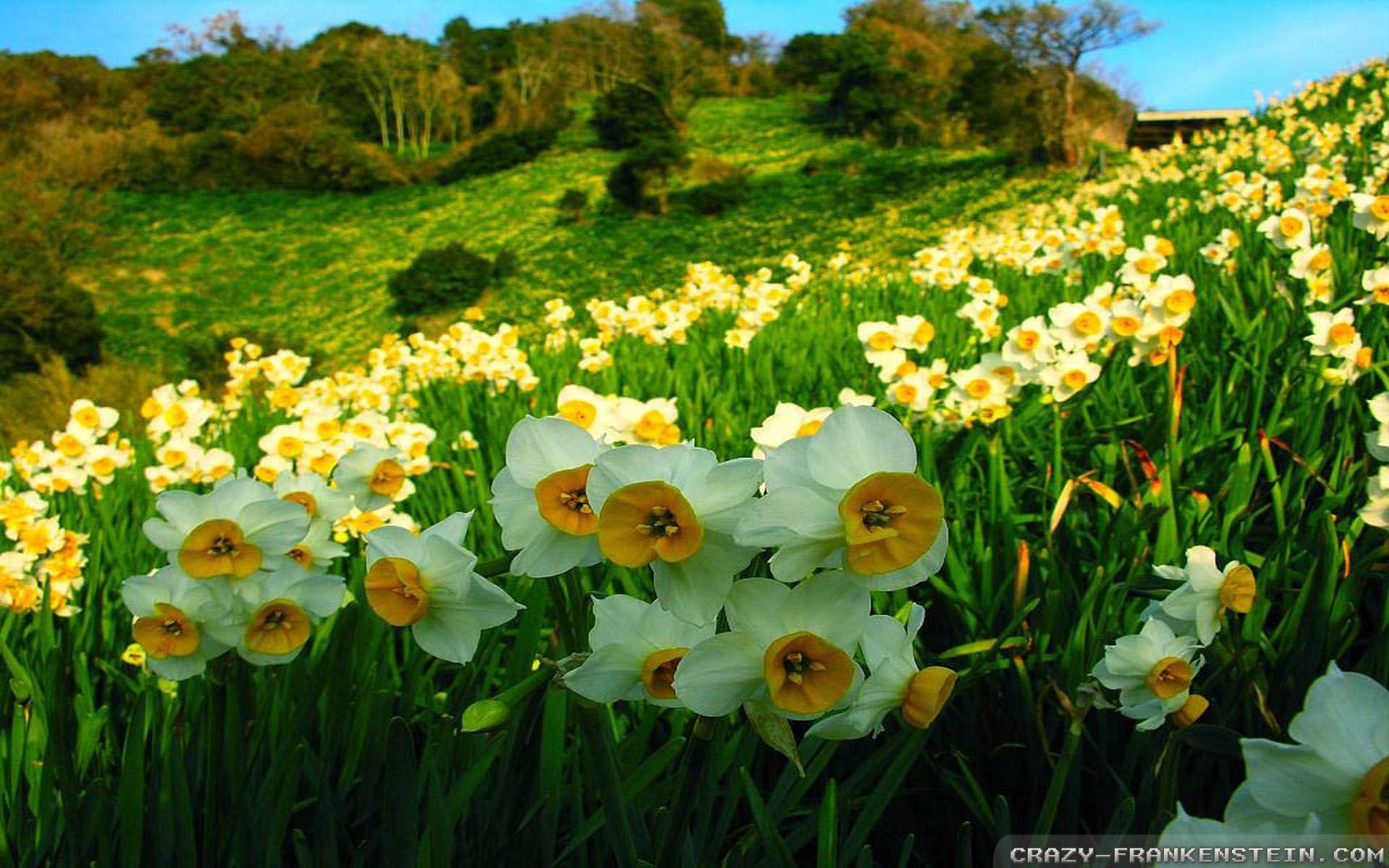 Daffodil Wallpapers Top Free Daffodil Backgrounds WallpaperAccess