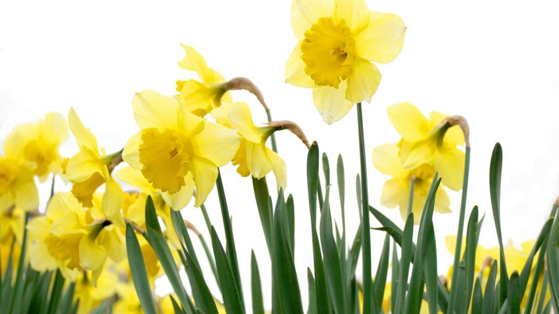 Daffodil Wallpapers Top Free Daffodil Backgrounds WallpaperAccess