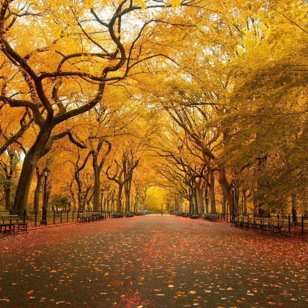 Yellow Tree Wallpapers Top Free Yellow Tree Backgrounds WallpaperAccess