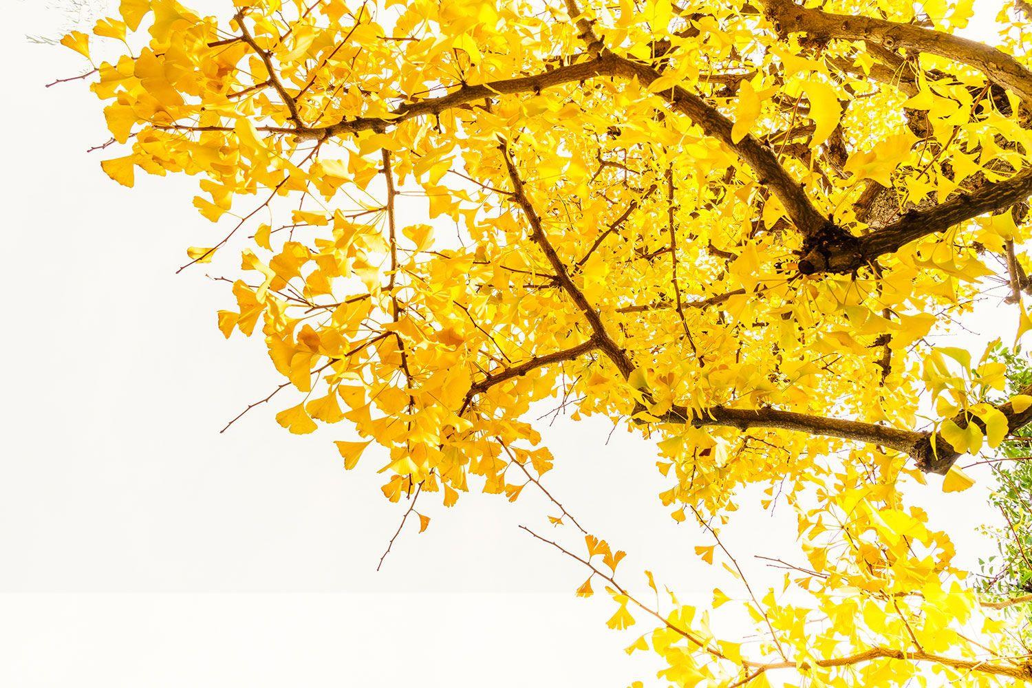 Yellow Tree Wallpapers Top Free Yellow Tree Backgrounds WallpaperAccess