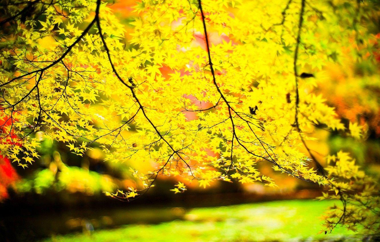 Yellow Tree Wallpapers Top Free Yellow Tree Backgrounds WallpaperAccess