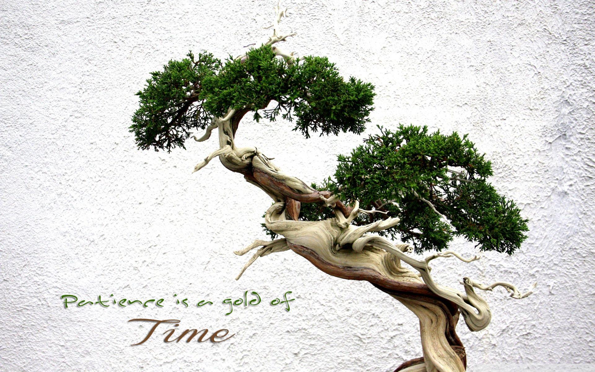 Zen Bonsai Wallpapers Top Free Zen Bonsai Backgrounds WallpaperAccess