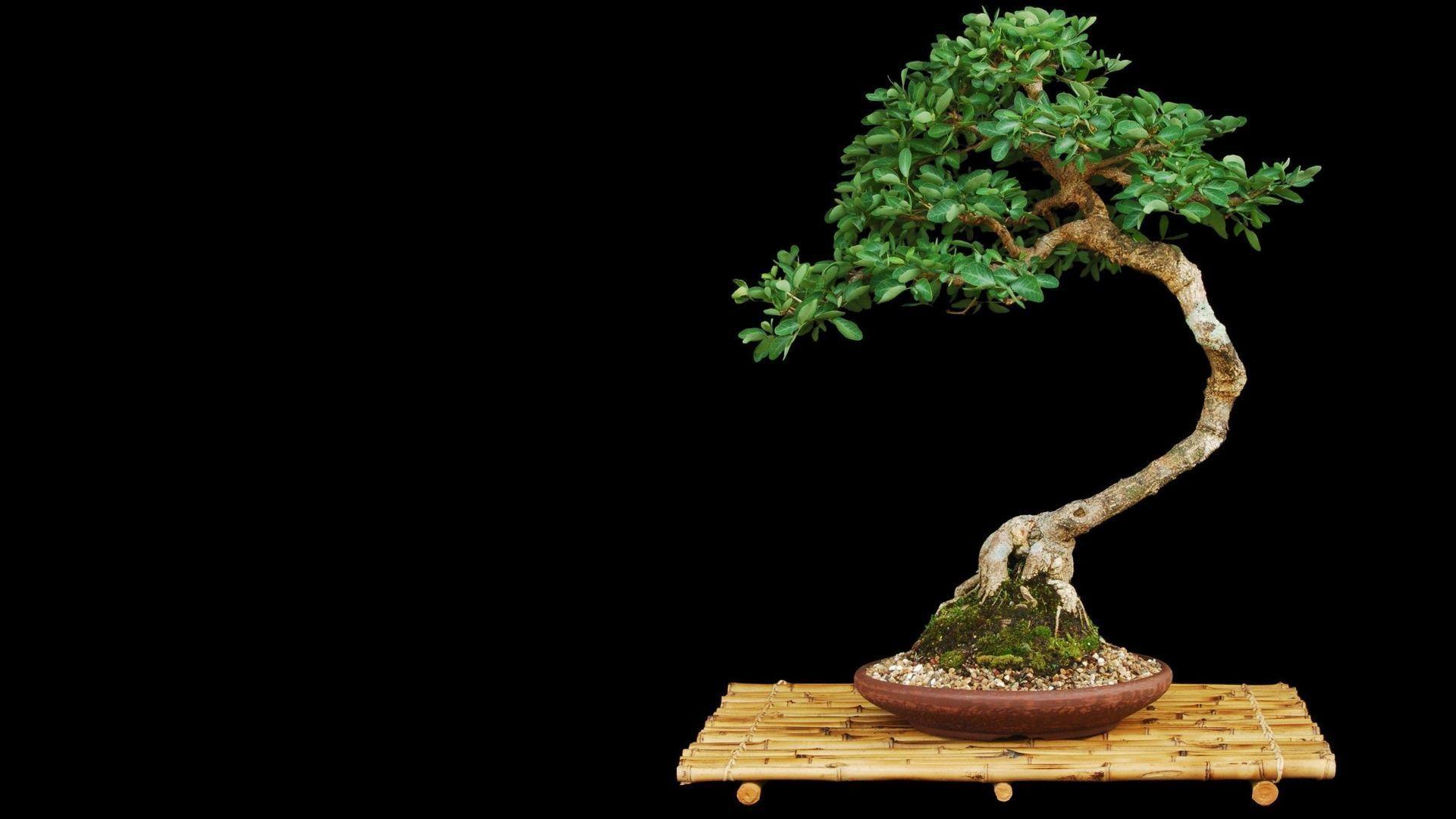 Zen Bonsai Wallpapers Top Free Zen Bonsai Backgrounds WallpaperAccess
