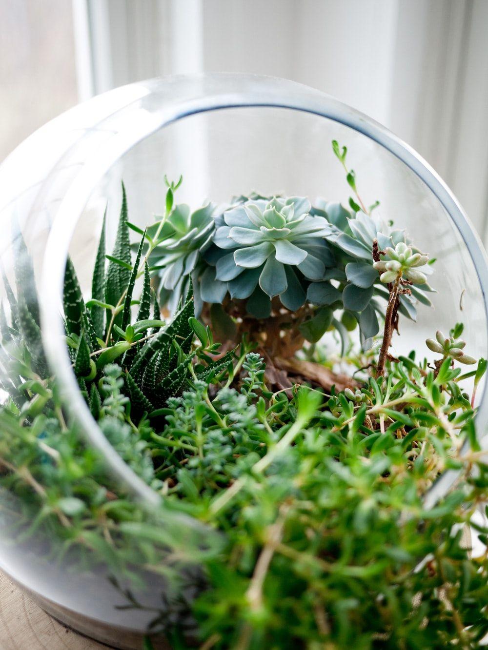 Terrarium Wallpapers Top Free Terrarium Backgrounds WallpaperAccess