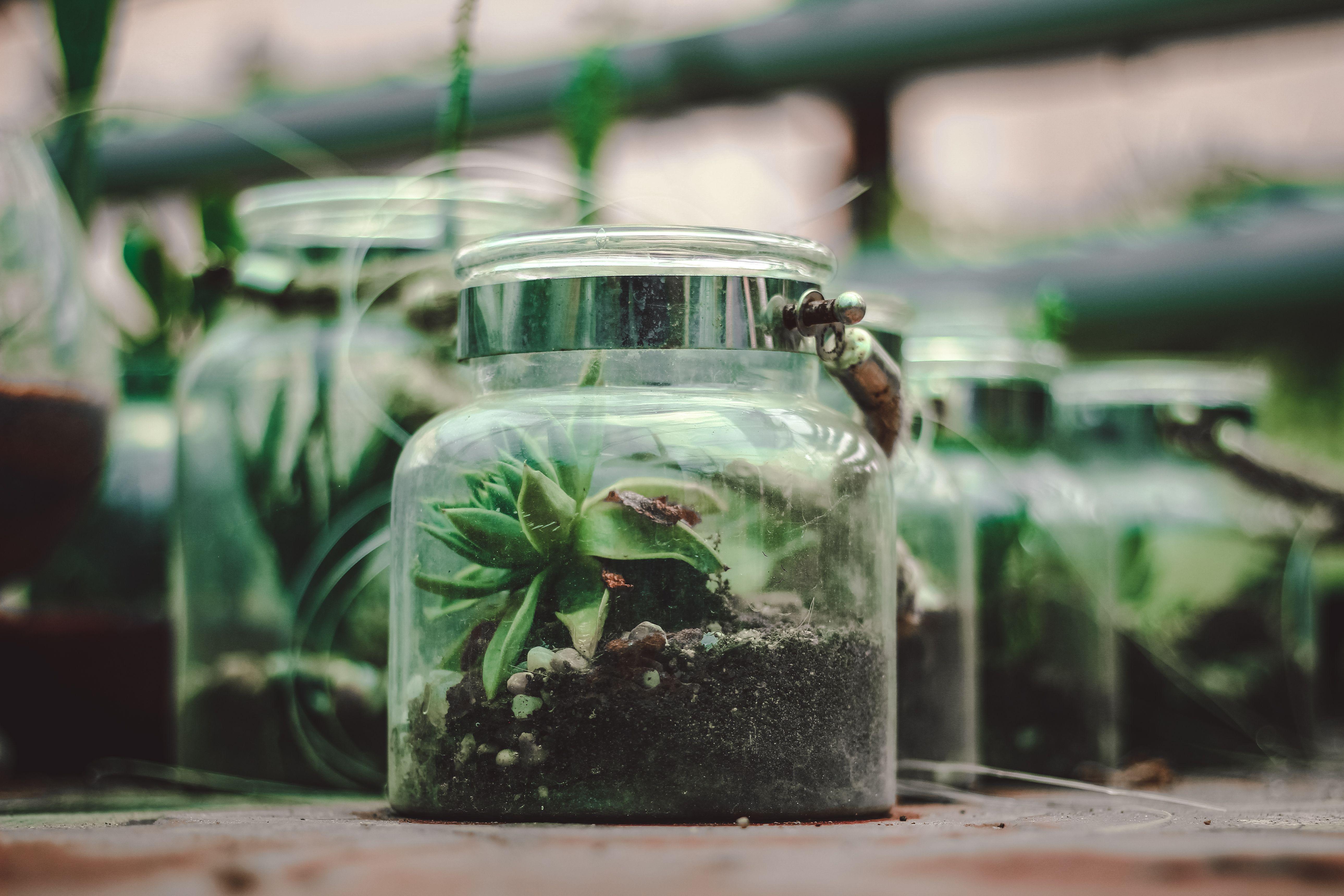 Terrarium Wallpapers Top Free Terrarium Backgrounds WallpaperAccess