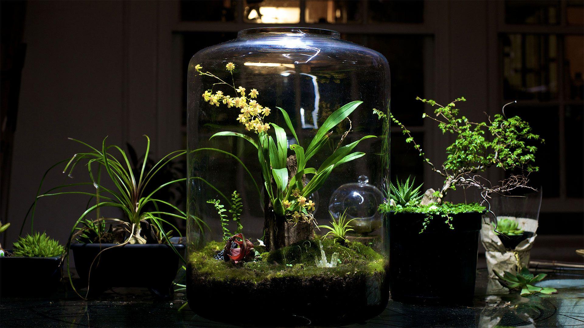 Terrarium Wallpapers Top Free Terrarium Backgrounds WallpaperAccess