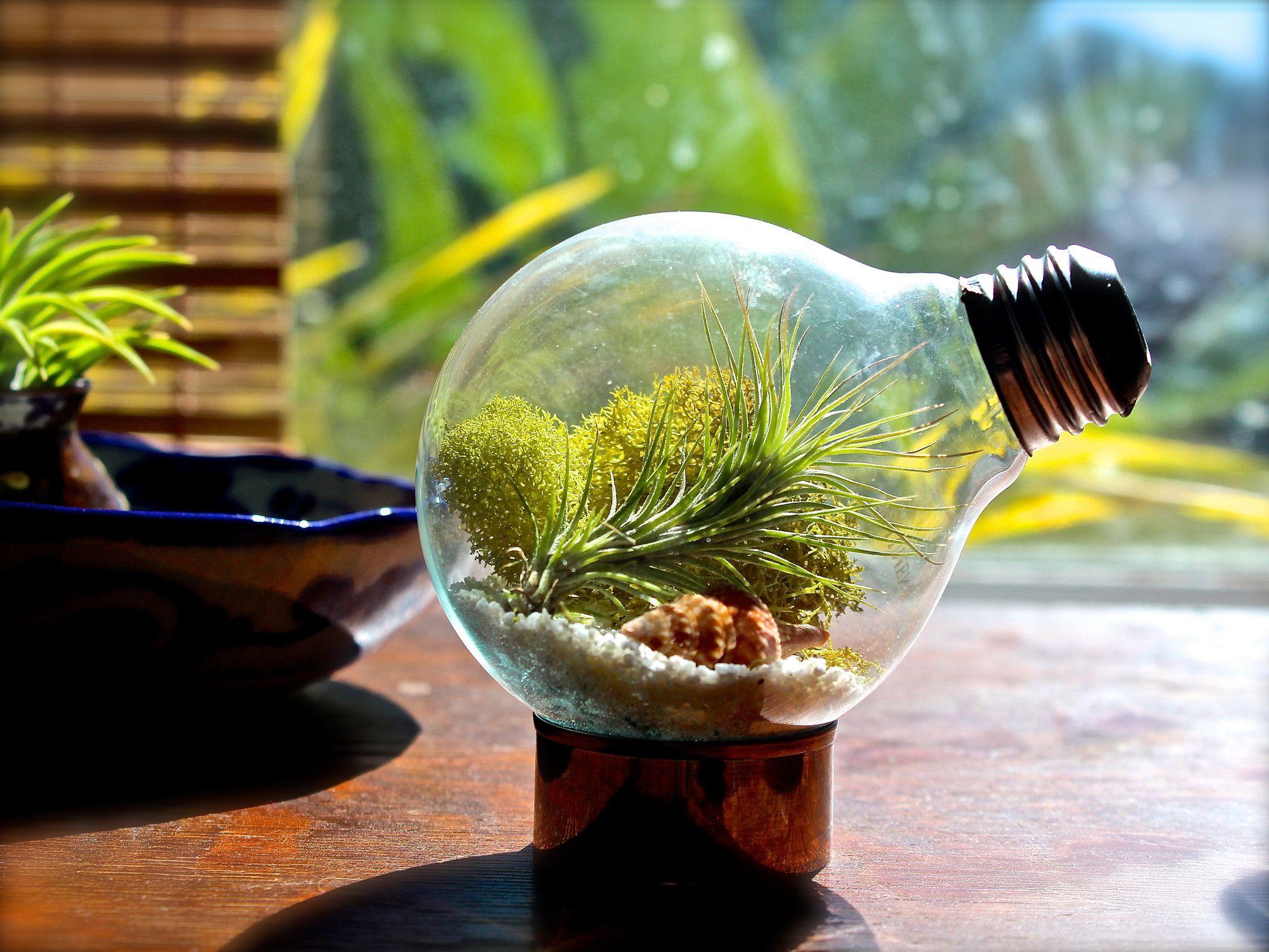 Terrarium Wallpapers Top Free Terrarium Backgrounds WallpaperAccess