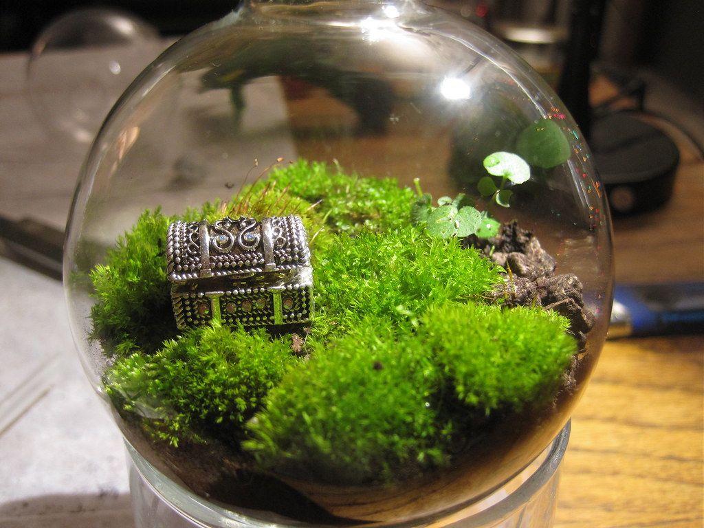 Terrarium Wallpapers Top Free Terrarium Backgrounds WallpaperAccess