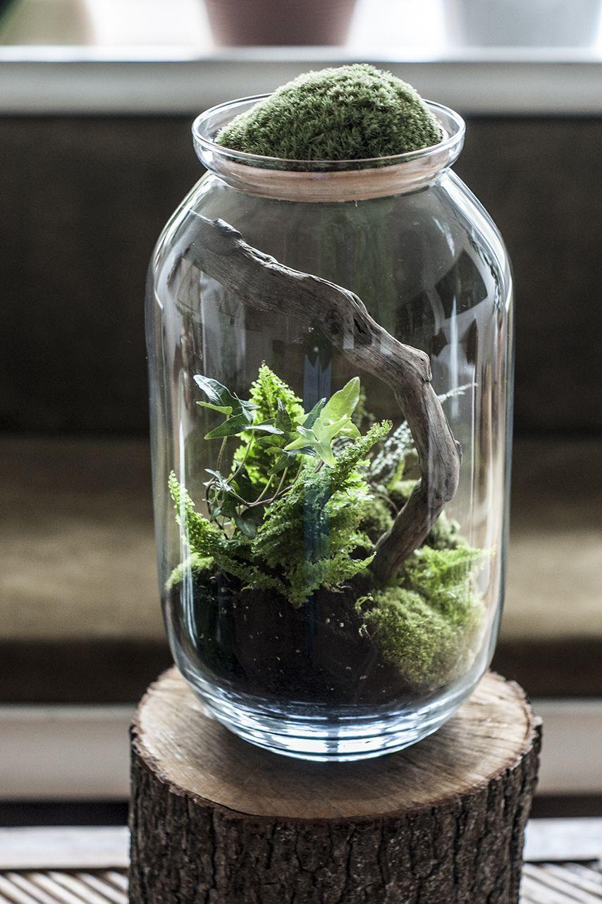 Terrarium Wallpapers Top Free Terrarium Backgrounds WallpaperAccess
