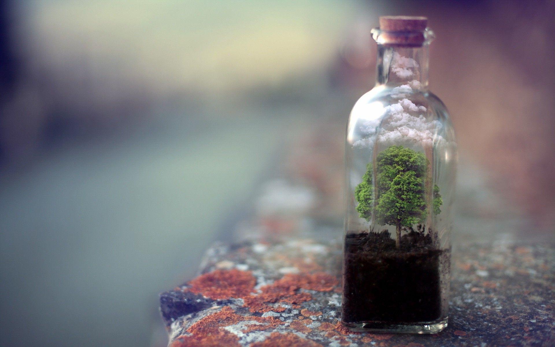 Terrarium Wallpapers Top Free Terrarium Backgrounds WallpaperAccess