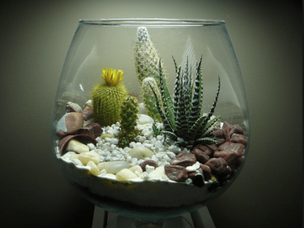Terrarium Wallpapers Top Free Terrarium Backgrounds WallpaperAccess