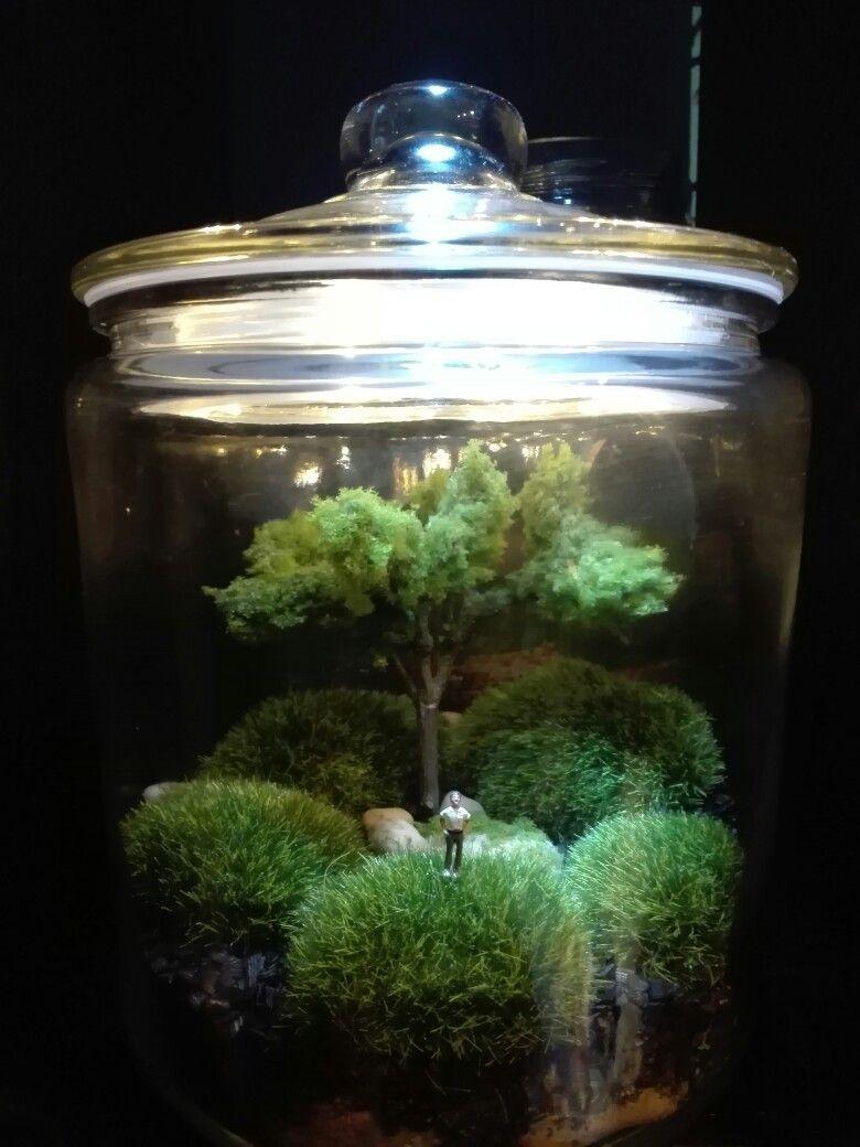 Terrarium Wallpapers Top Free Terrarium Backgrounds WallpaperAccess