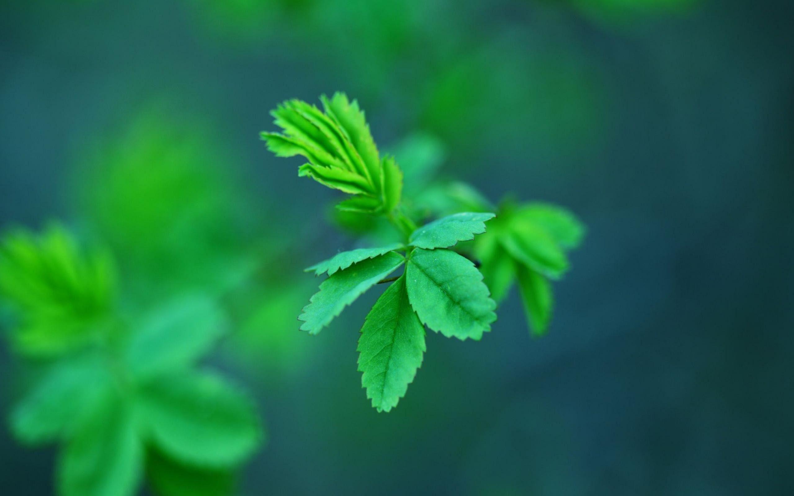 Beautiful Plant Wallpapers Top Free Beautiful Plant Backgrounds