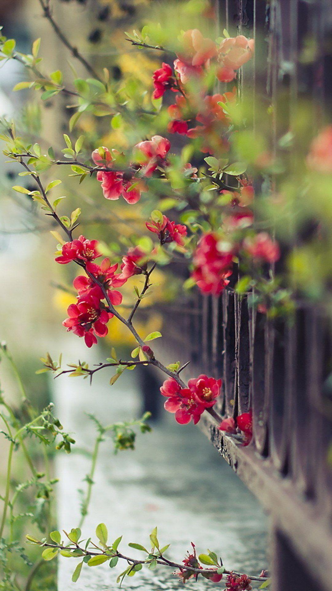 Beautiful Plant Wallpapers Top Free Beautiful Plant Backgrounds