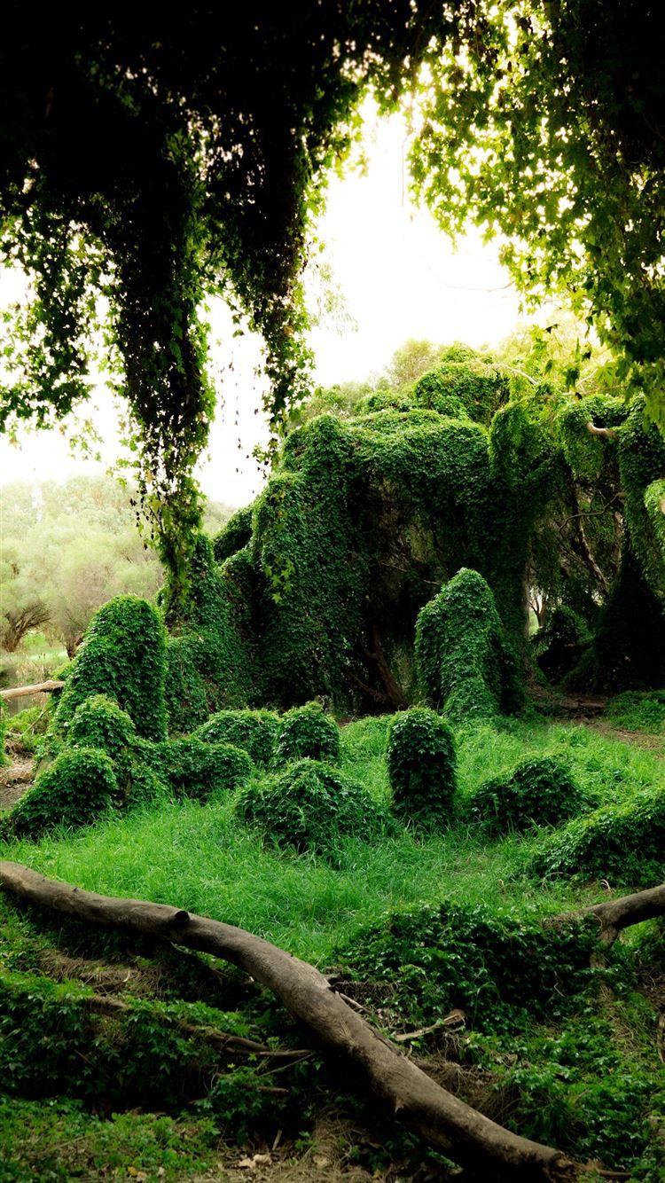 Cute Green Plants Wallpapers Top Free Cute Green Plants Backgrounds