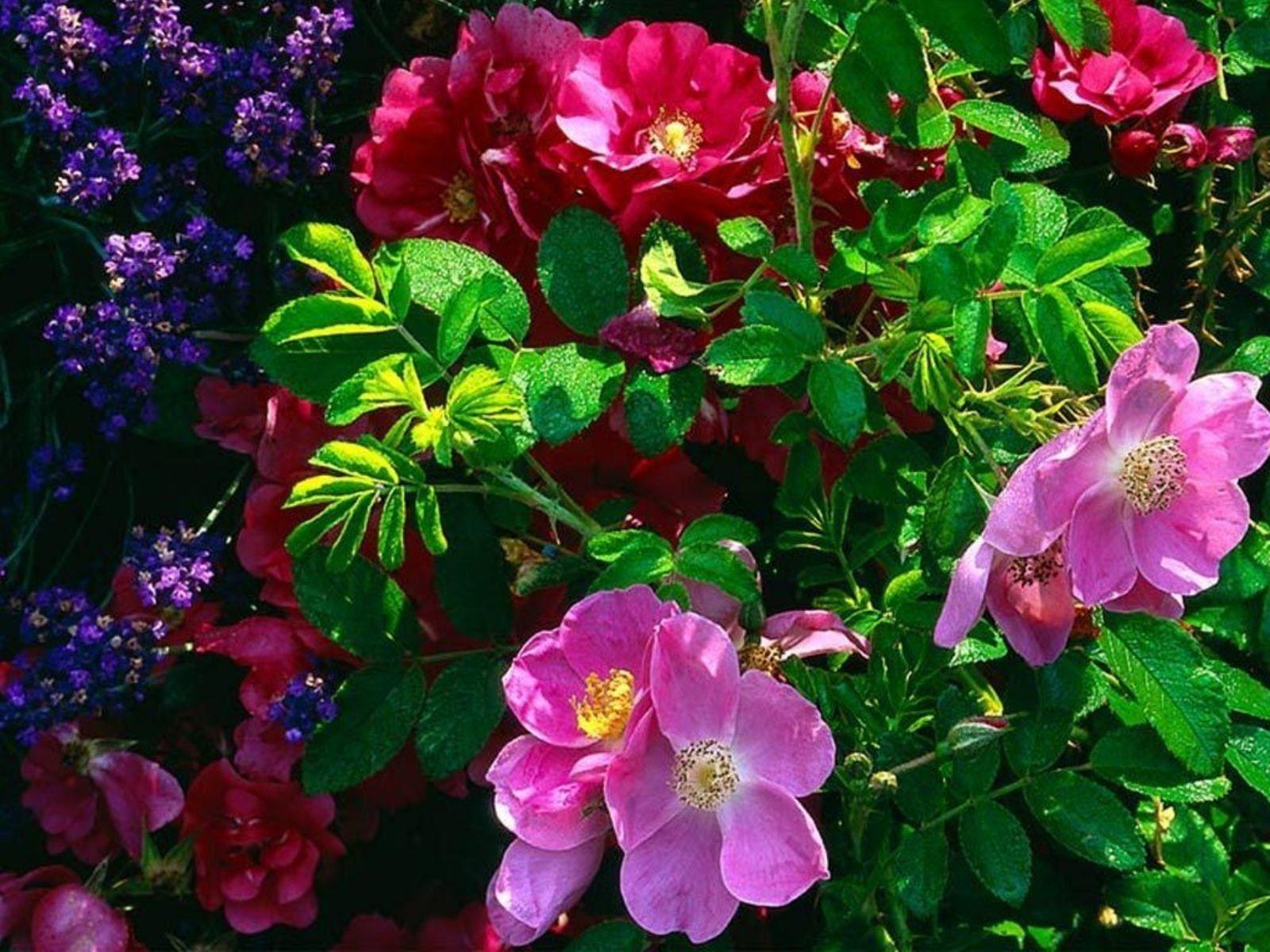 Beautiful Plant Wallpapers Top Free Beautiful Plant Backgrounds