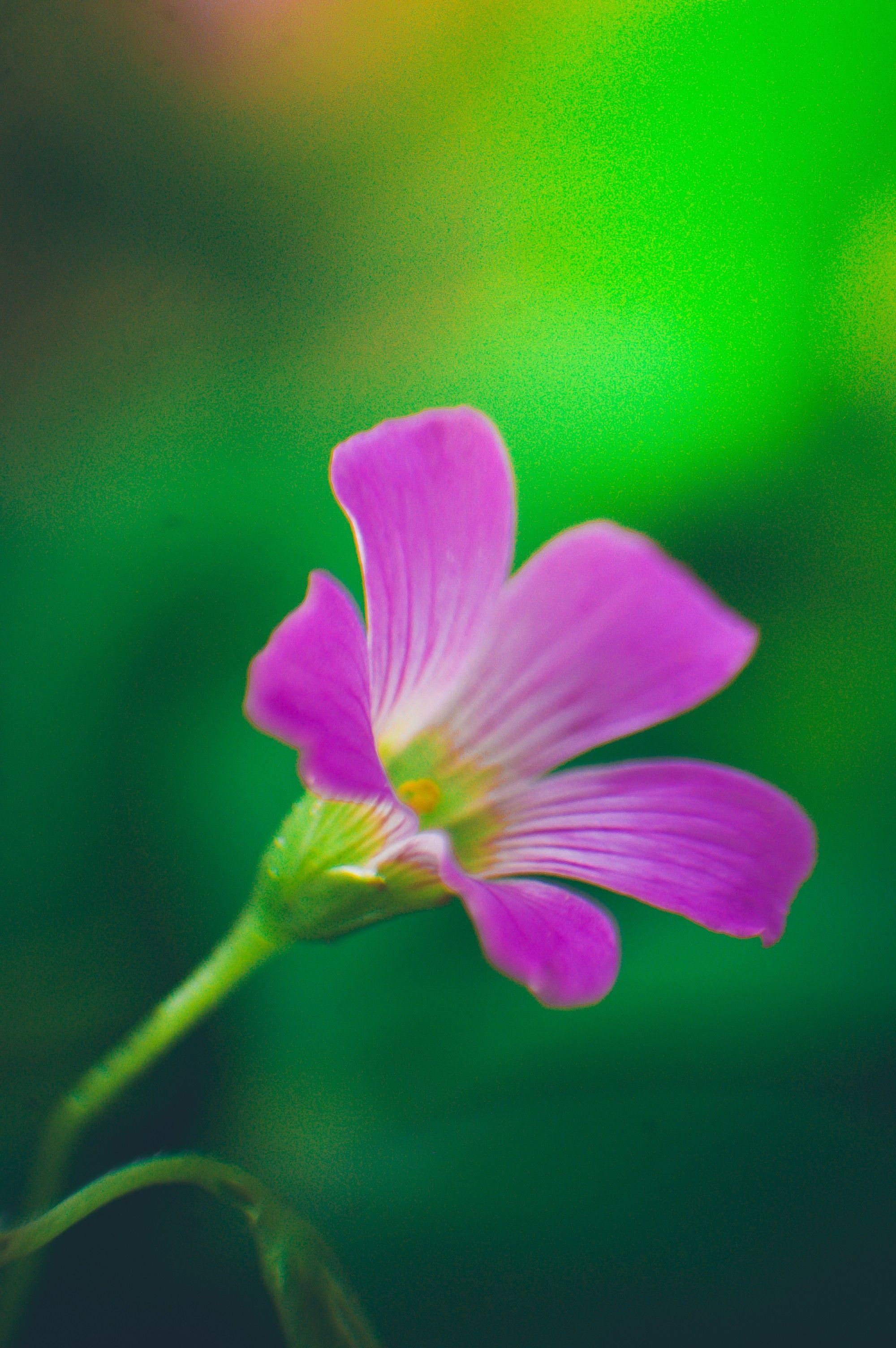 Light Green Nature Wallpapers Top Free Light Green Nature Backgrounds