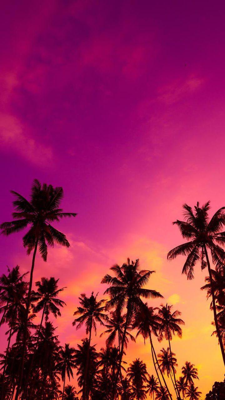Pink Palm Tree Wallpapers Top Free Pink Palm Tree Backgrounds