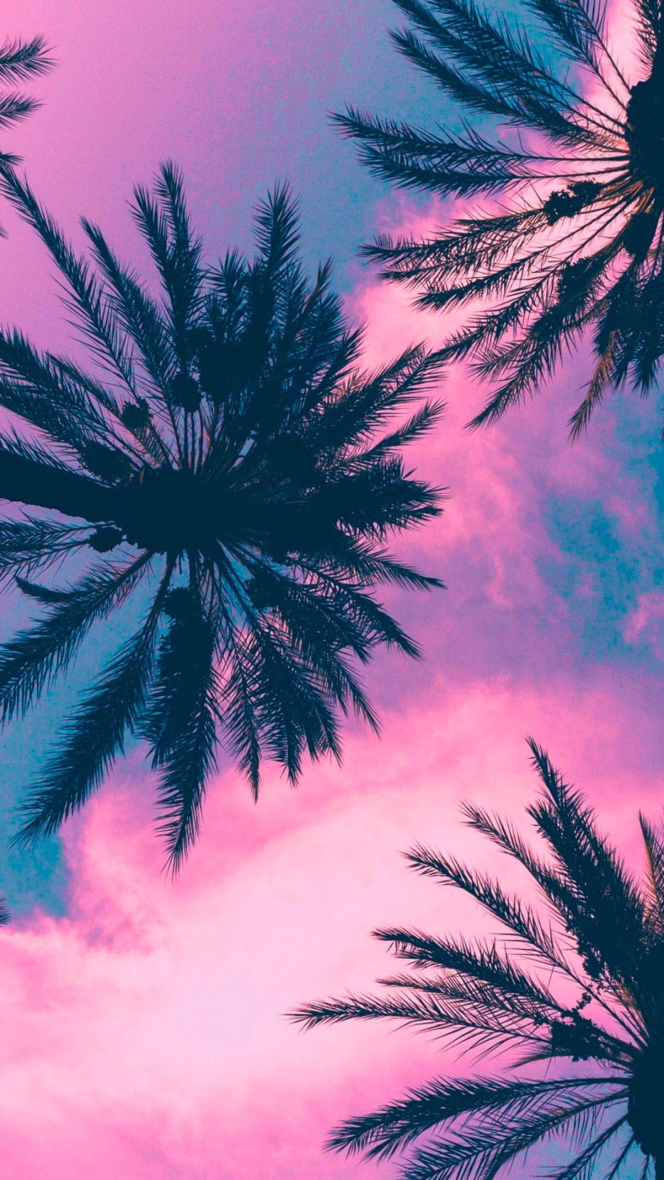 Pink Palm Tree Wallpapers Top Free Pink Palm Tree Backgrounds