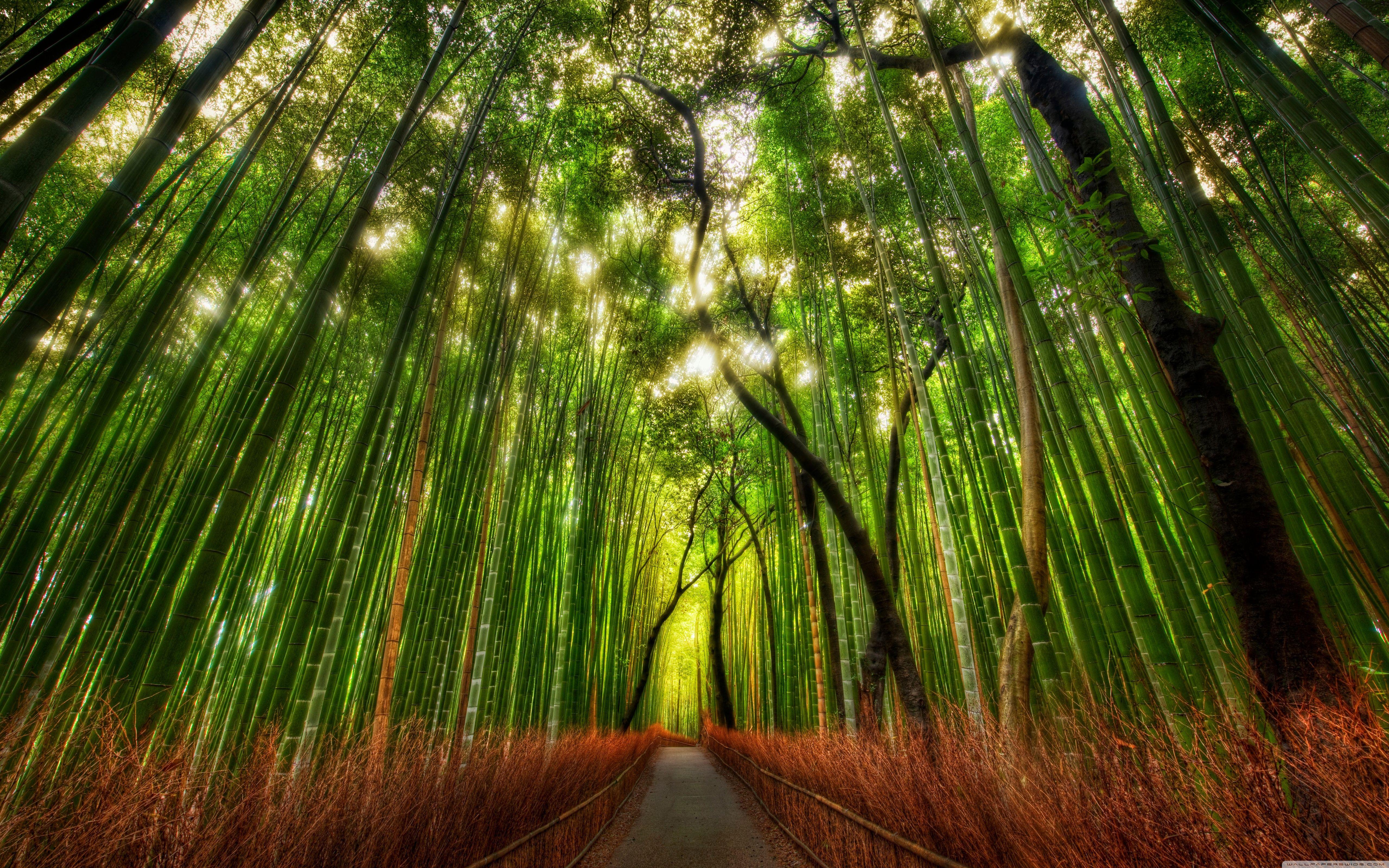 Chinese Bamboo Wallpapers Top Free Chinese Bamboo Backgrounds
