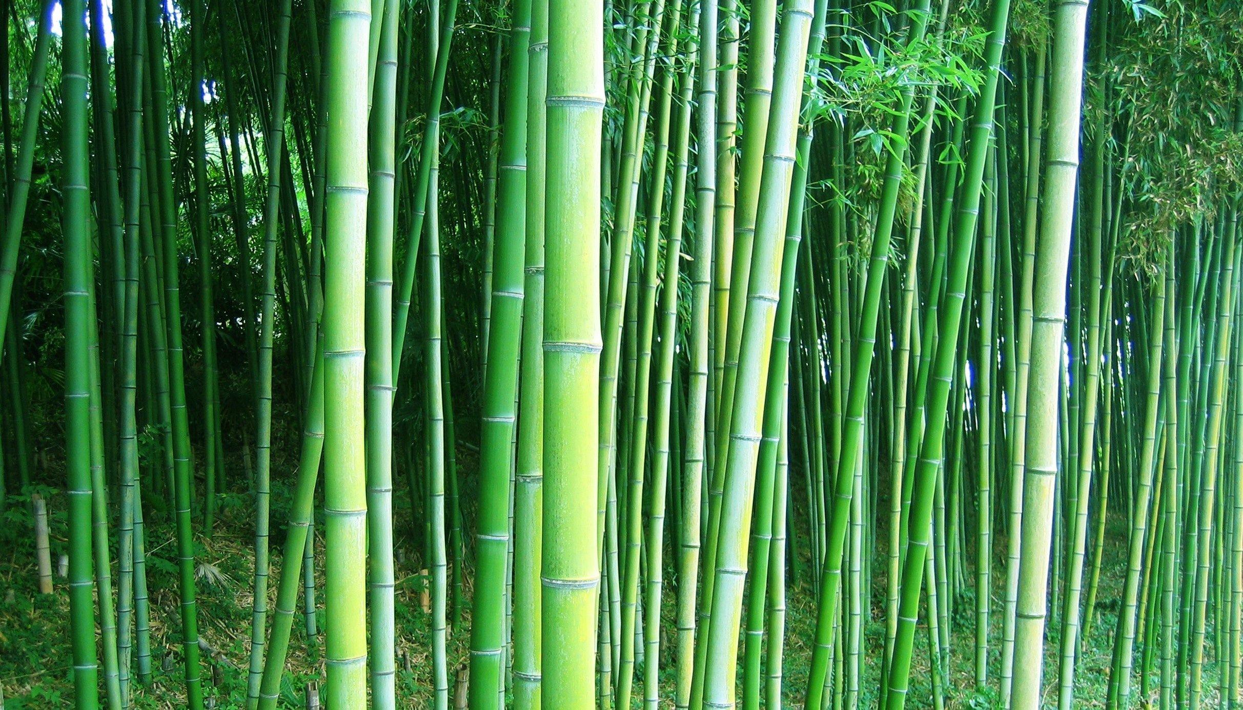 Chinese Bamboo Wallpapers Top Free Chinese Bamboo Backgrounds WallpaperAccess