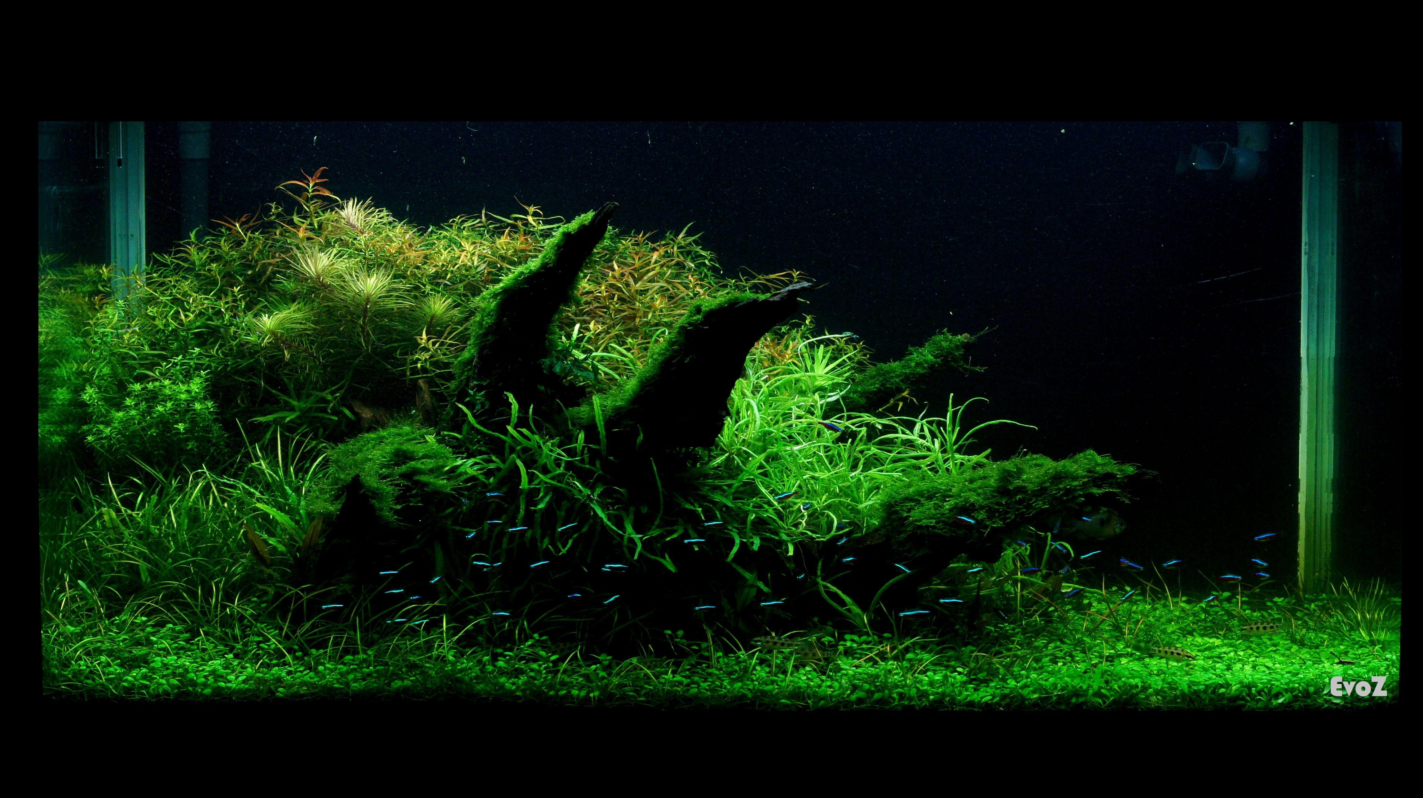 Aquascape Wallpapers Top Free Aquascape Backgrounds WallpaperAccess
