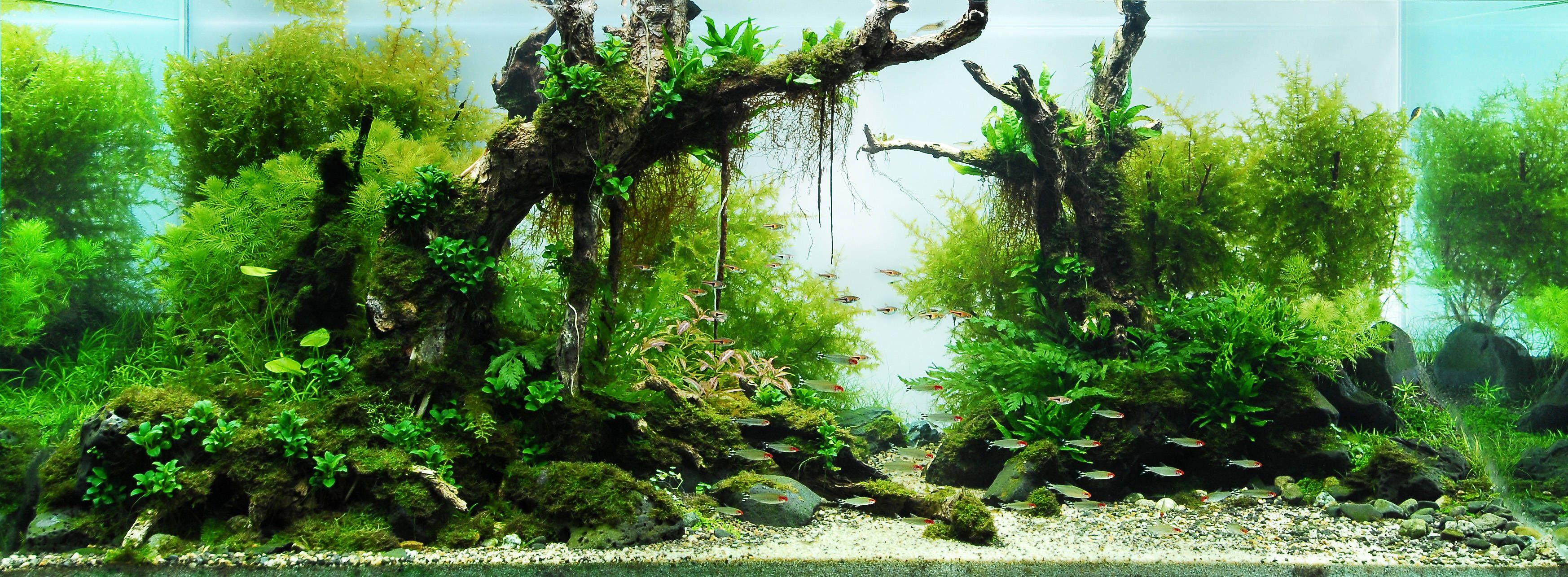 Aquascape Wallpapers Top Free Aquascape Backgrounds WallpaperAccess