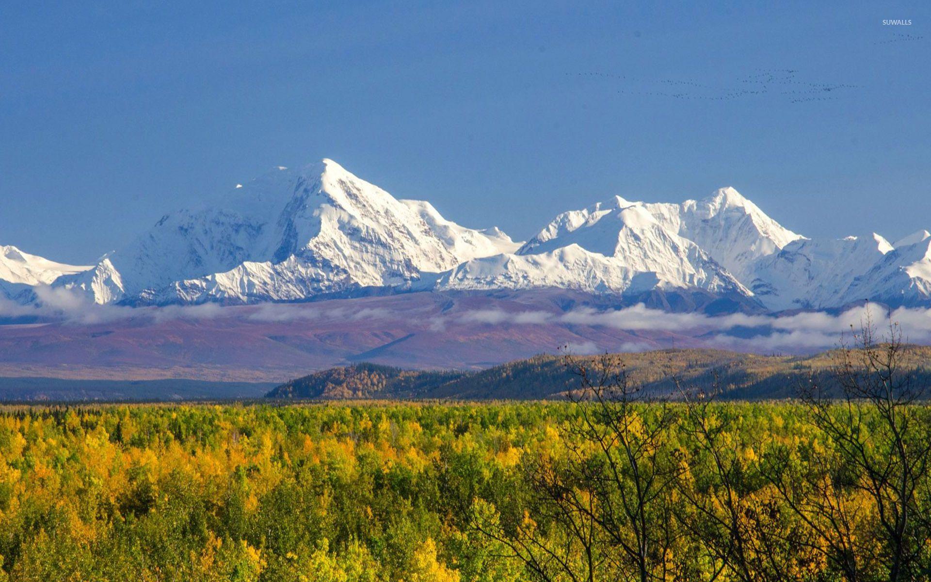 Denali National Park 4K Wallpapers Top Free Denali National Park 4K