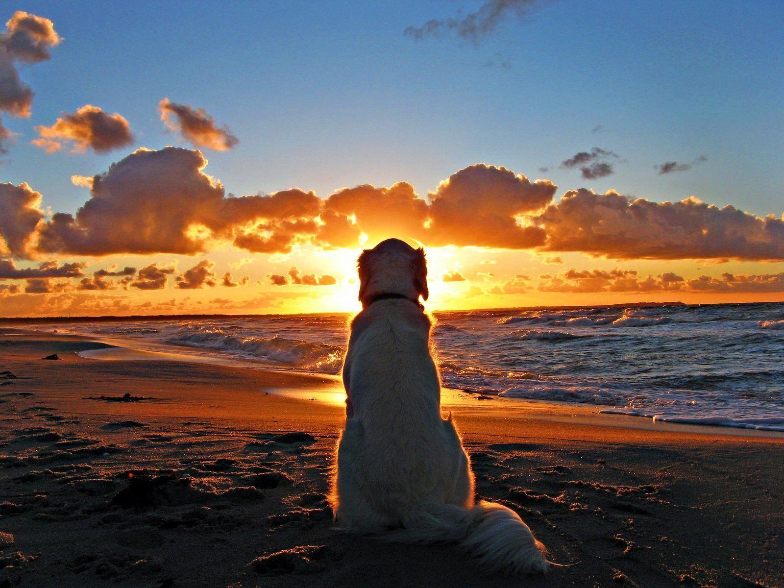 Dog Beach Sunset Wallpapers Top Free Dog Beach Sunset Backgrounds