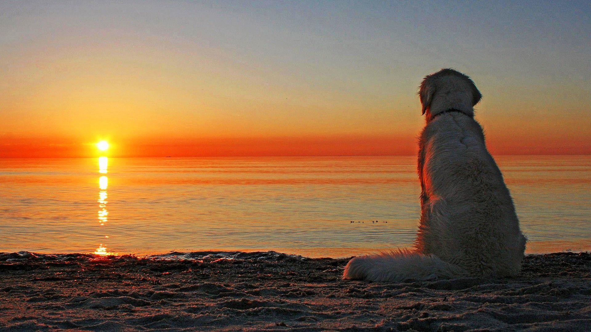 Dog Beach Sunset Wallpapers Top Free Dog Beach Sunset Backgrounds