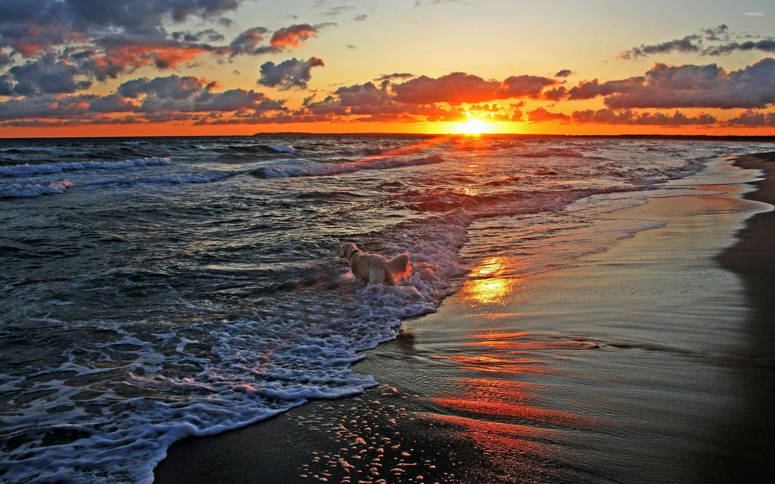 Dog Beach Sunset Wallpapers Top Free Dog Beach Sunset Backgrounds