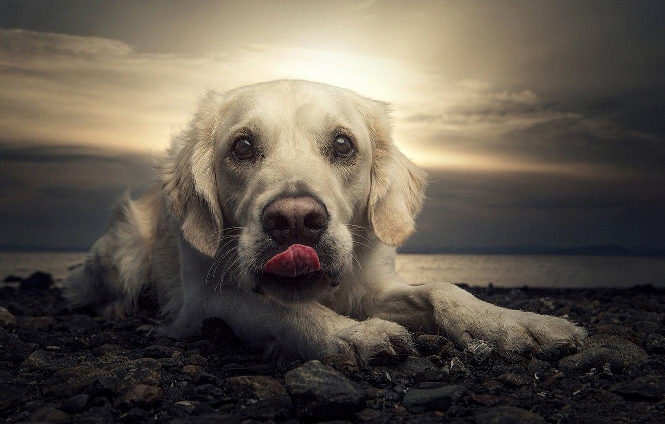 Dog Beach Sunset Wallpapers Top Free Dog Beach Sunset Backgrounds
