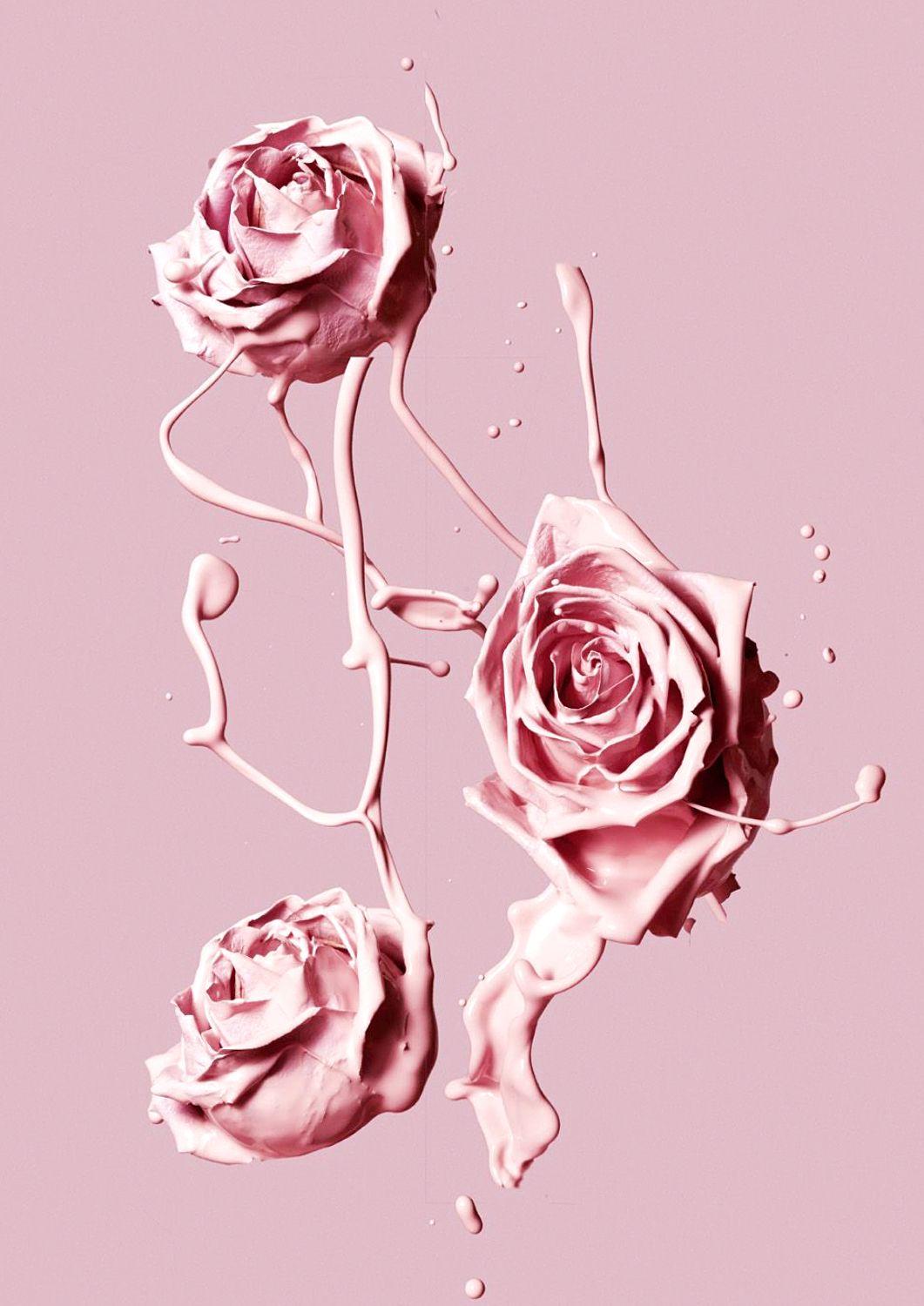 Old Rose Wallpapers Top Free Old Rose Backgrounds WallpaperAccess