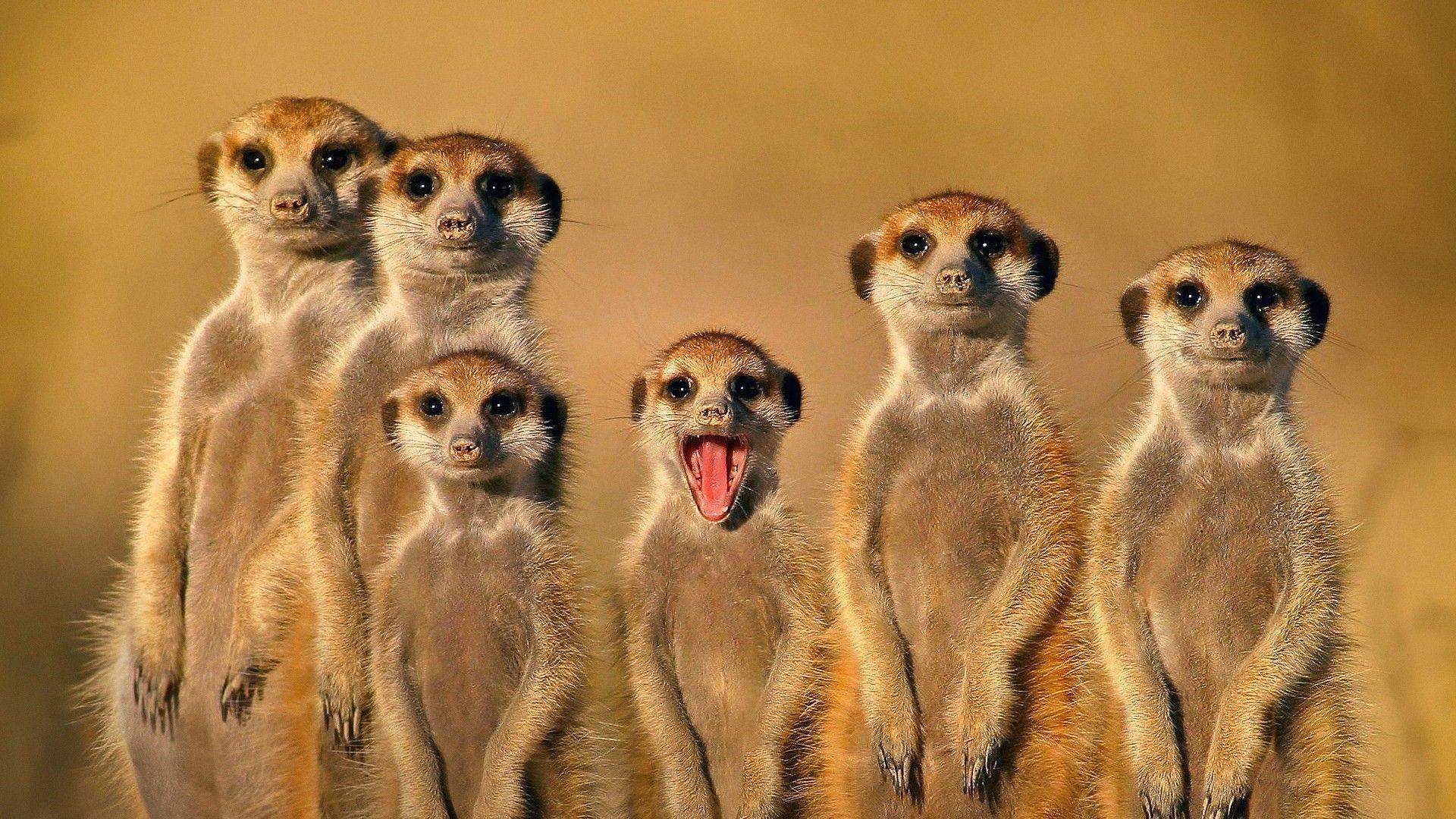 Family Animal Wallpapers Top Free Family Animal Backgrounds