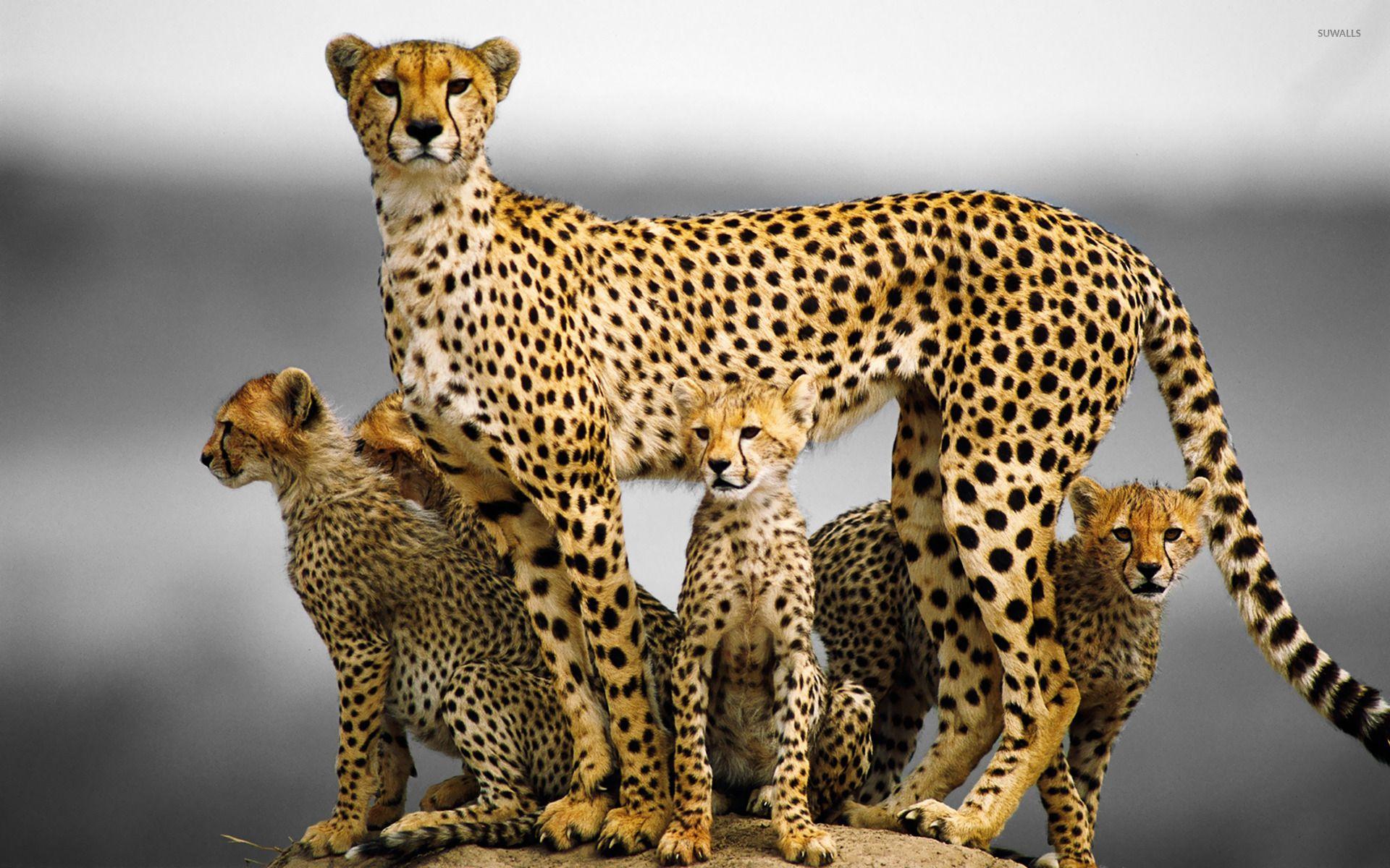 Family Animal Wallpapers Top Free Family Animal Backgrounds