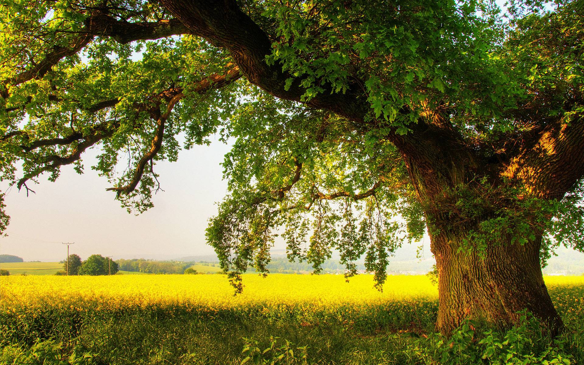 Oak Tree Wallpapers Top Free Oak Tree Backgrounds WallpaperAccess