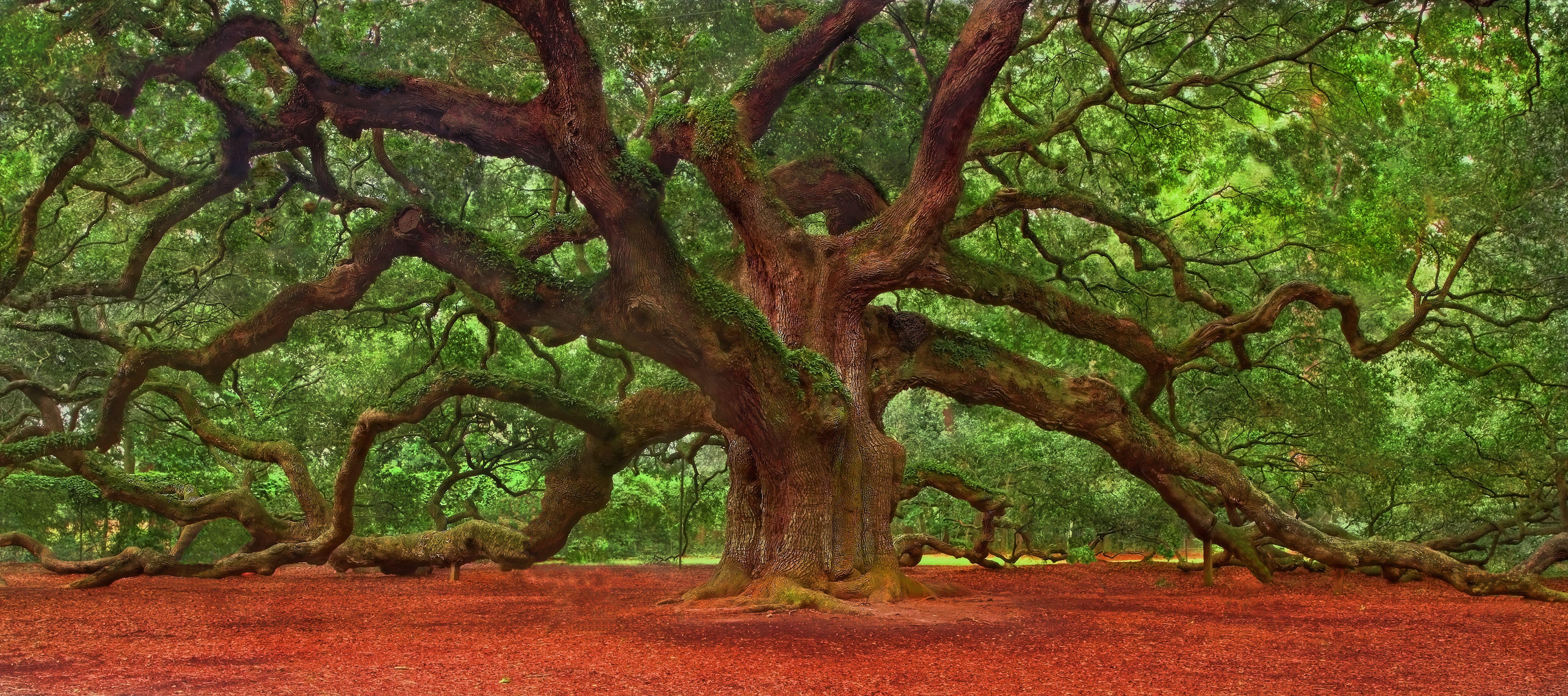 Oak Tree Wallpapers Top Free Oak Tree Backgrounds WallpaperAccess