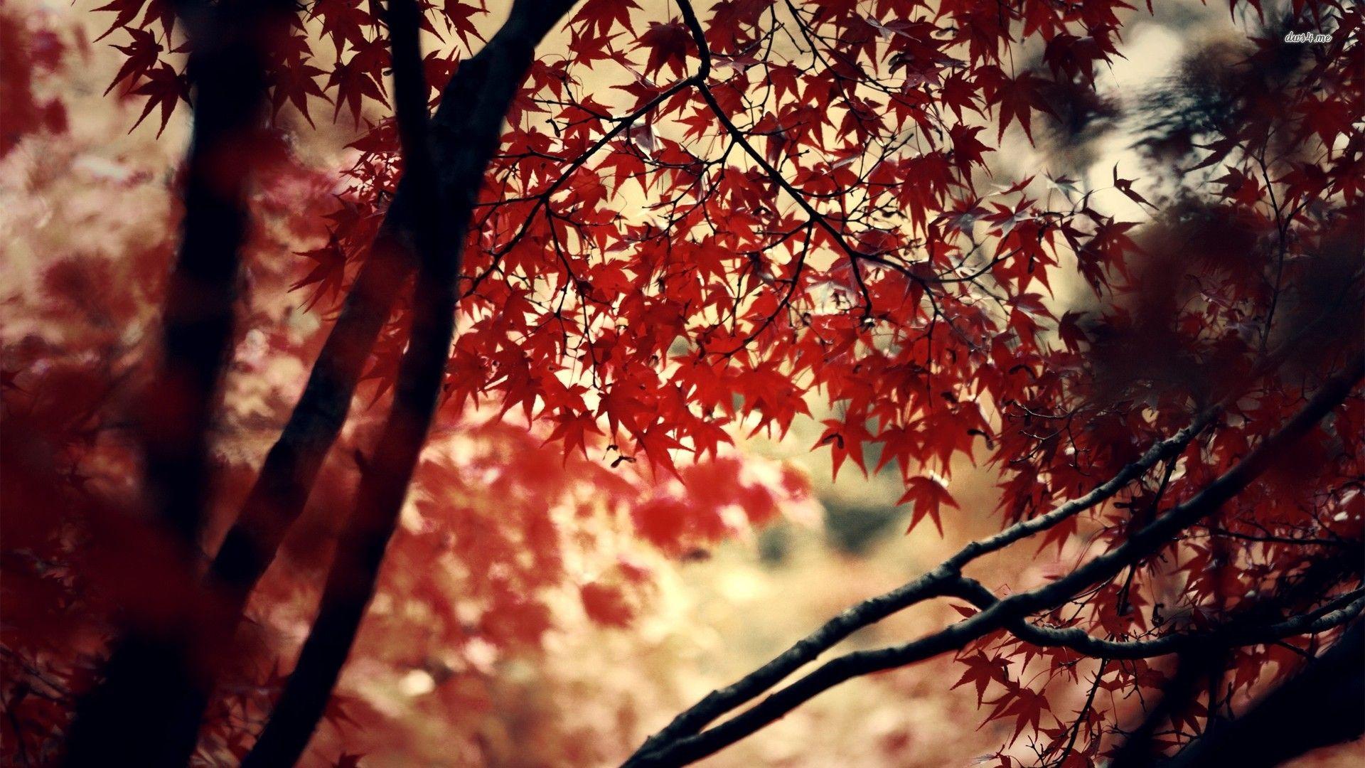 Red Tree 1920X1080 Wallpapers Top Free Red Tree 1920X1080 Backgrounds