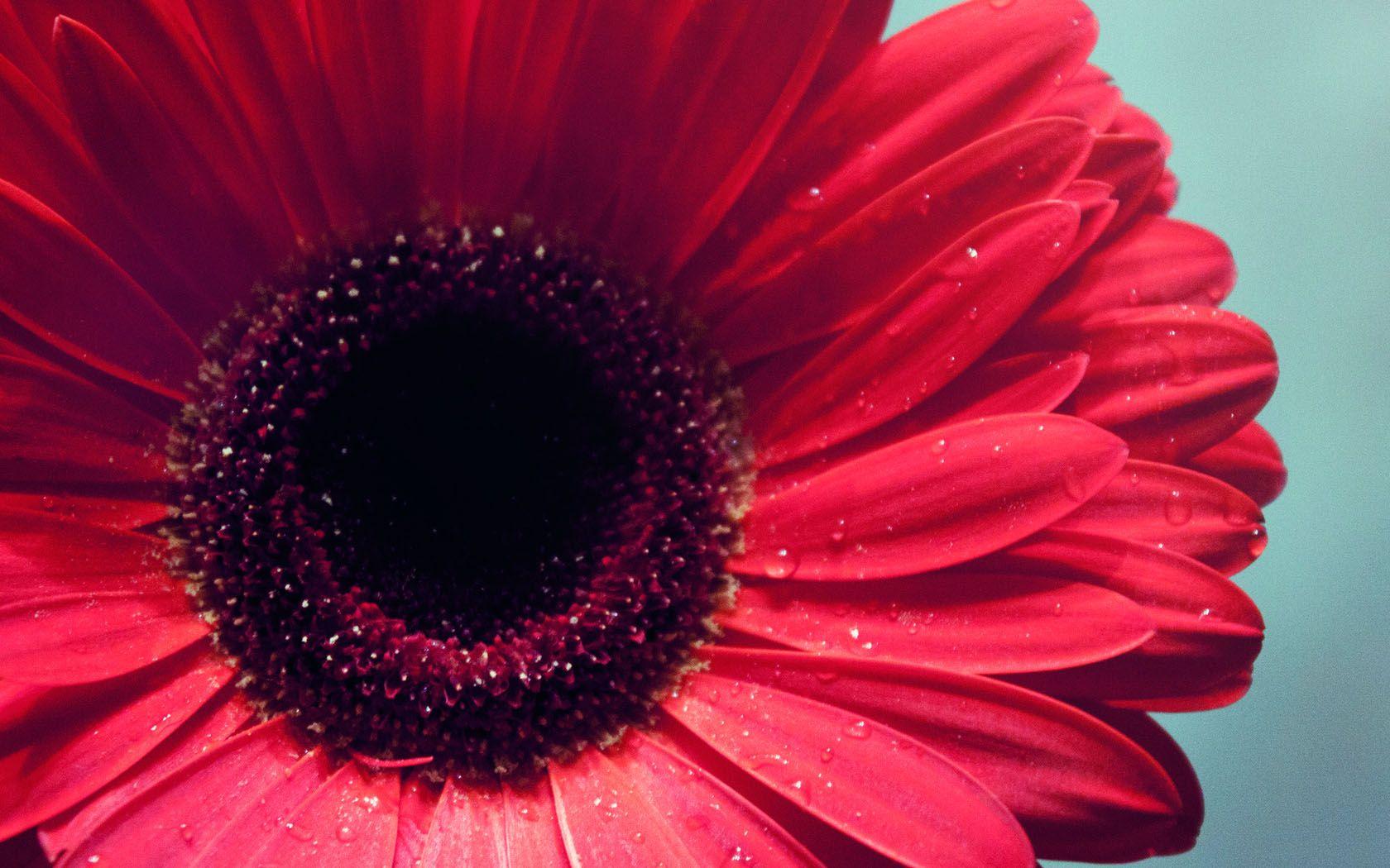 Red Sunflower Desktop Wallpapers Top Free Red Sunflower Desktop