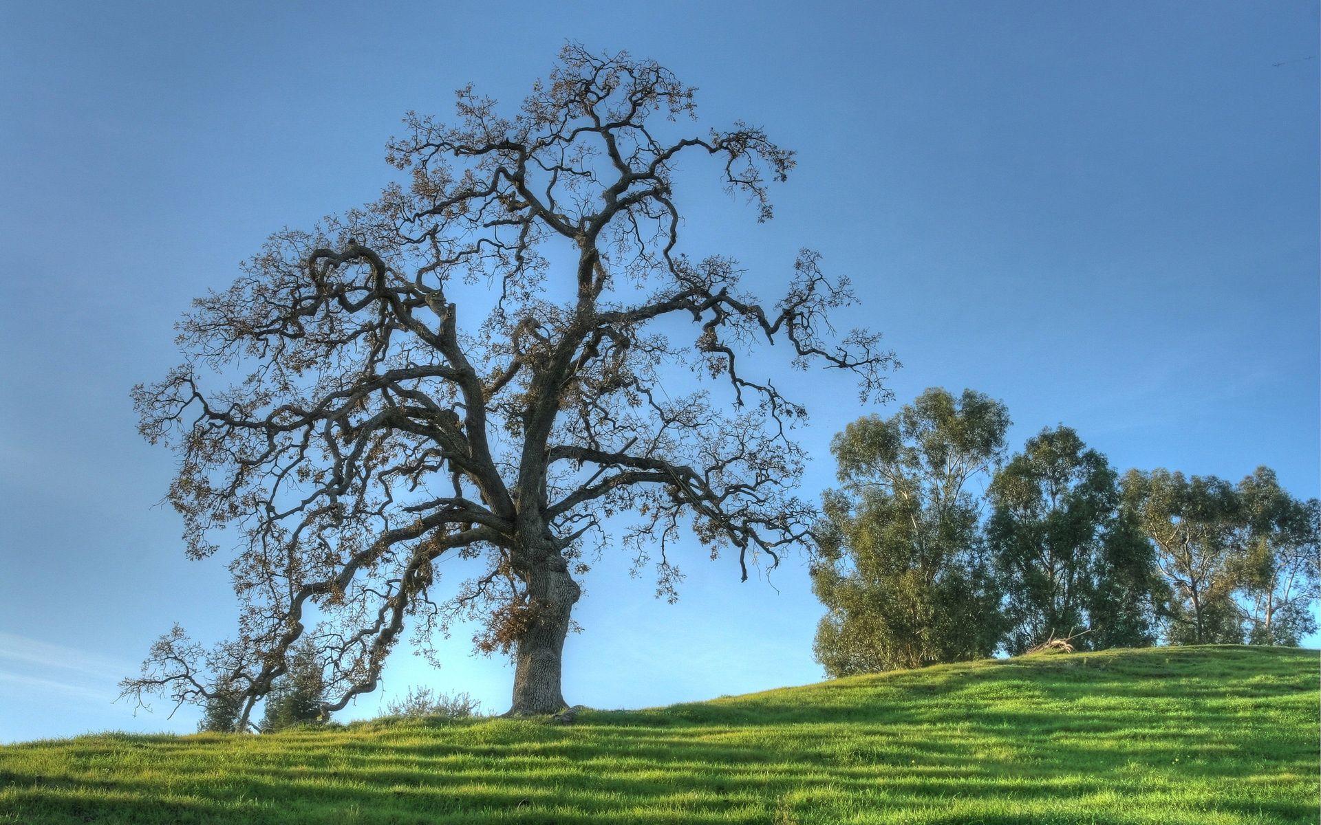 Oak Tree Wallpapers Top Free Oak Tree Backgrounds WallpaperAccess