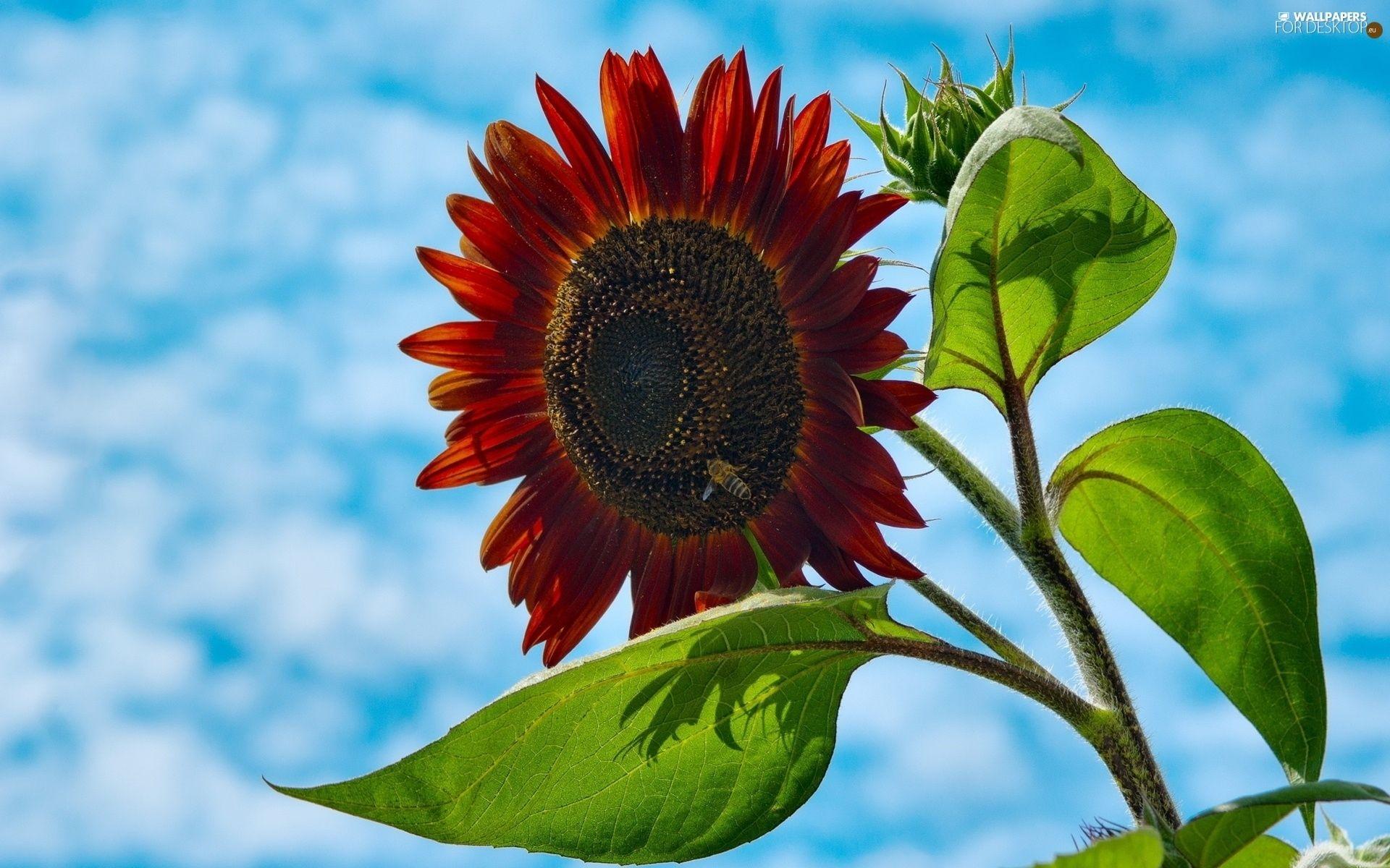Red Sunflower Desktop Wallpapers Top Free Red Sunflower Desktop