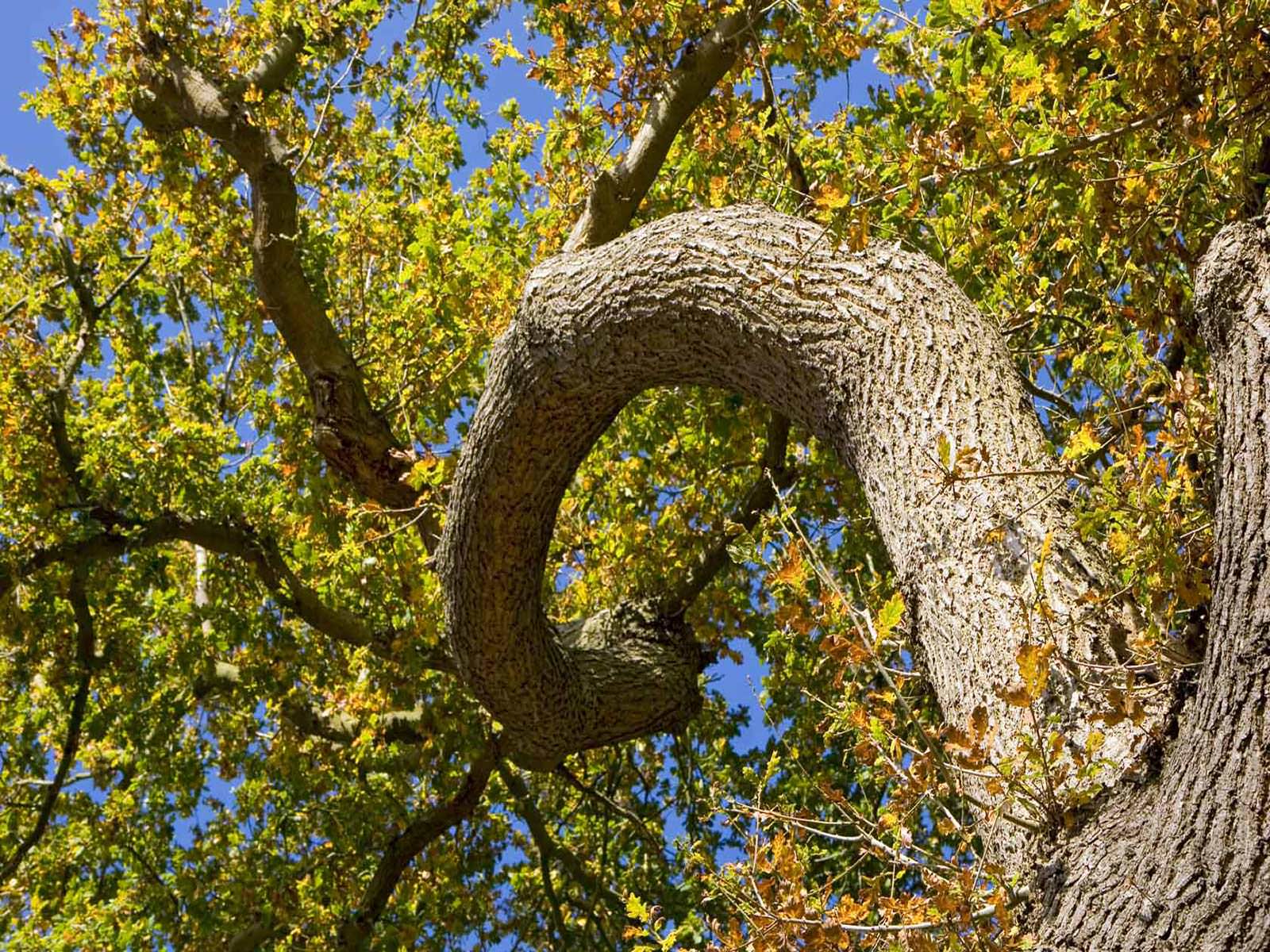 Oak Tree Wallpapers Top Free Oak Tree Backgrounds WallpaperAccess