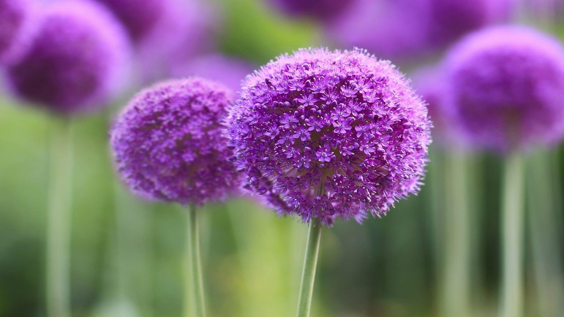 Magenta Flower Wallpapers Top Free Magenta Flower Backgrounds