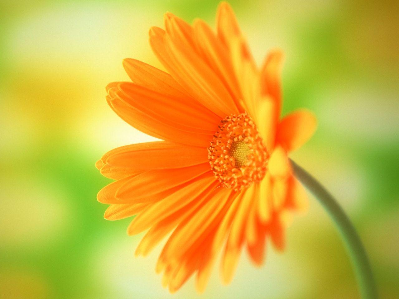 Single Flower Computer Wallpapers Top Free Single Flower Computer