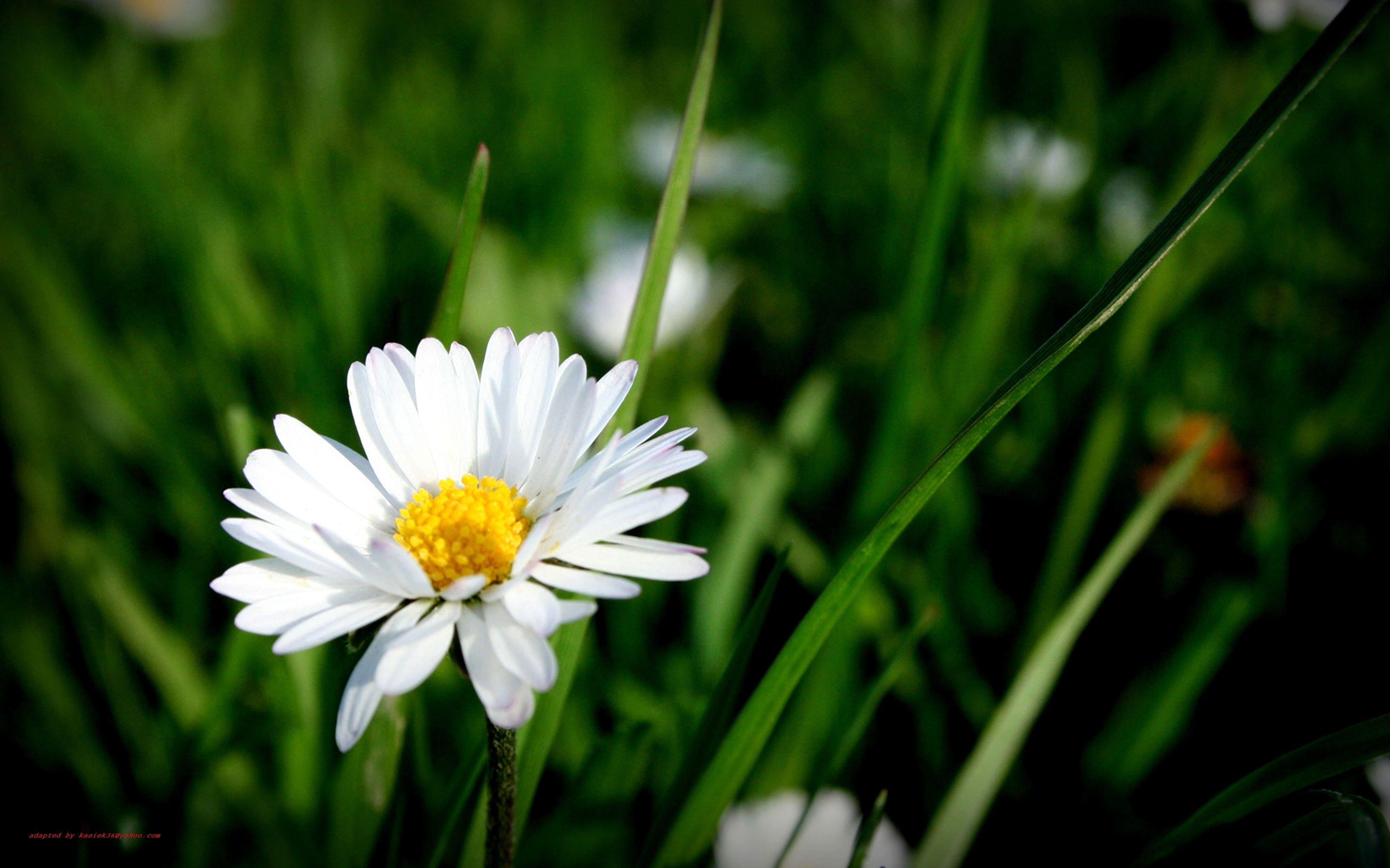 Single Flower Computer Wallpapers Top Free Single Flower Computer