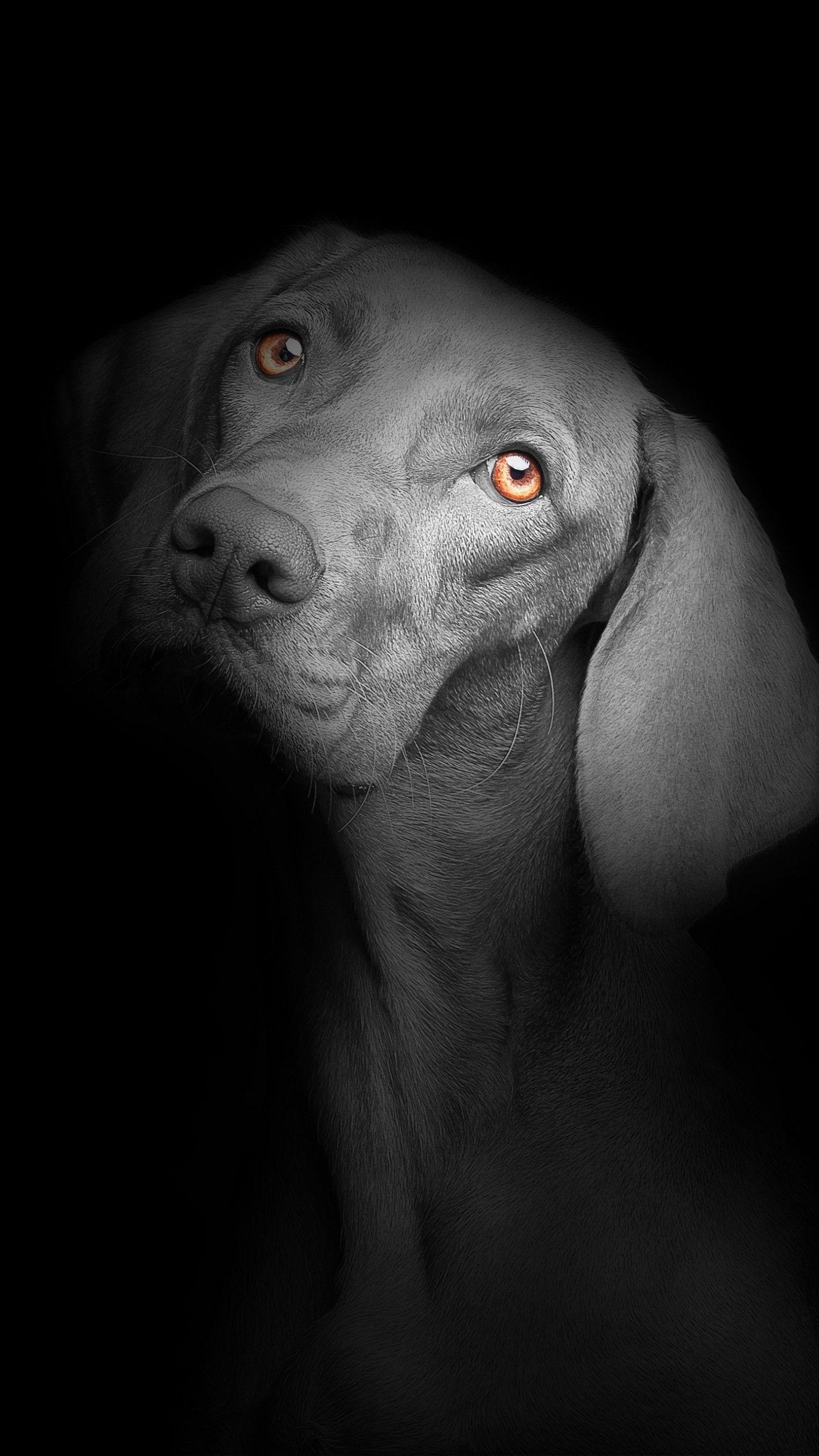 AMOLED Animals Wallpapers Top Free AMOLED Animals Backgrounds