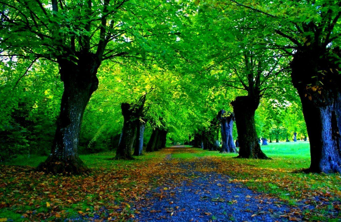 Nature Green Forest Wallpapers Top Free Nature Green Forest