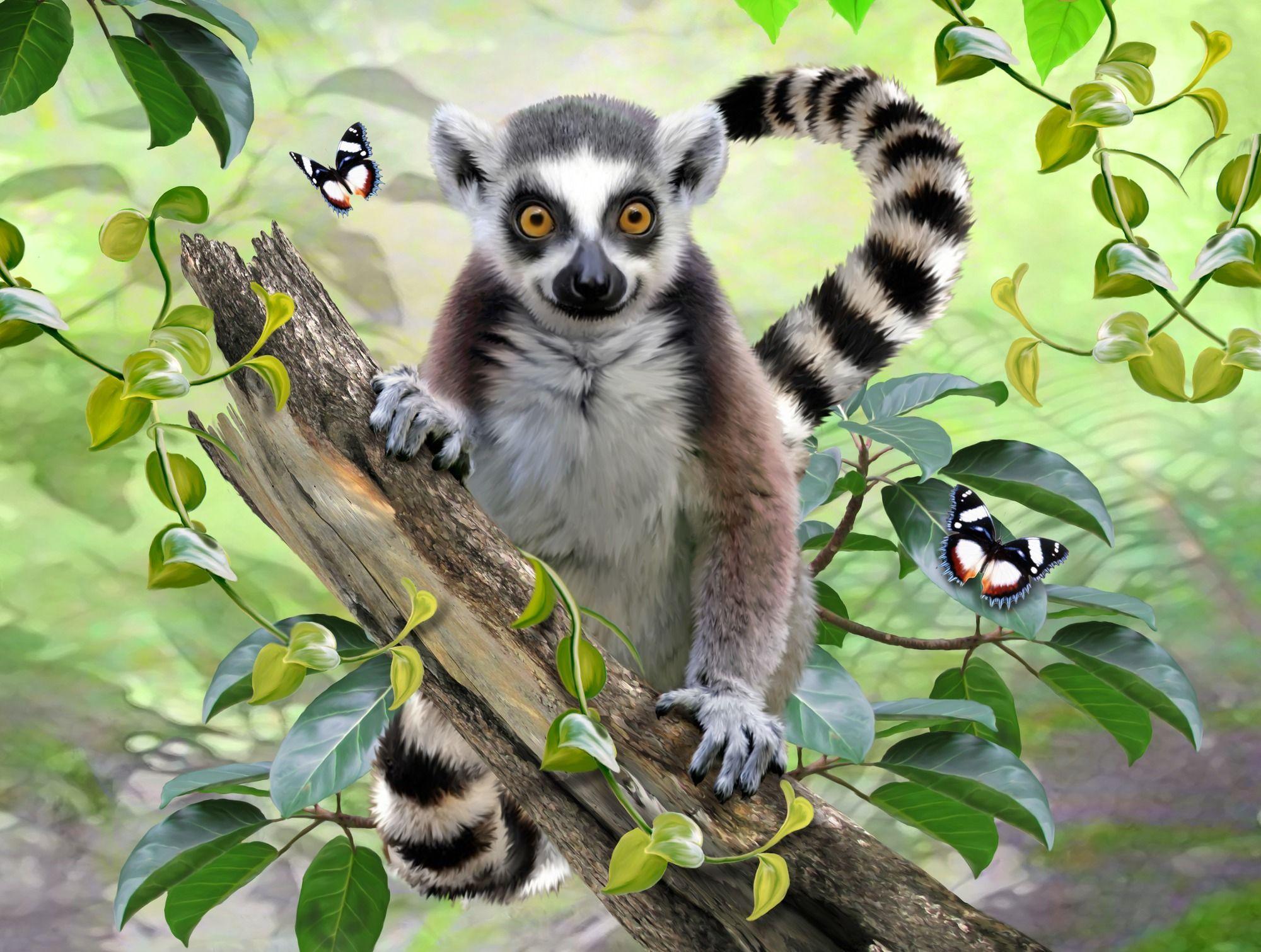 Cute Lemur Wallpapers Top Free Cute Lemur Backgrounds WallpaperAccess