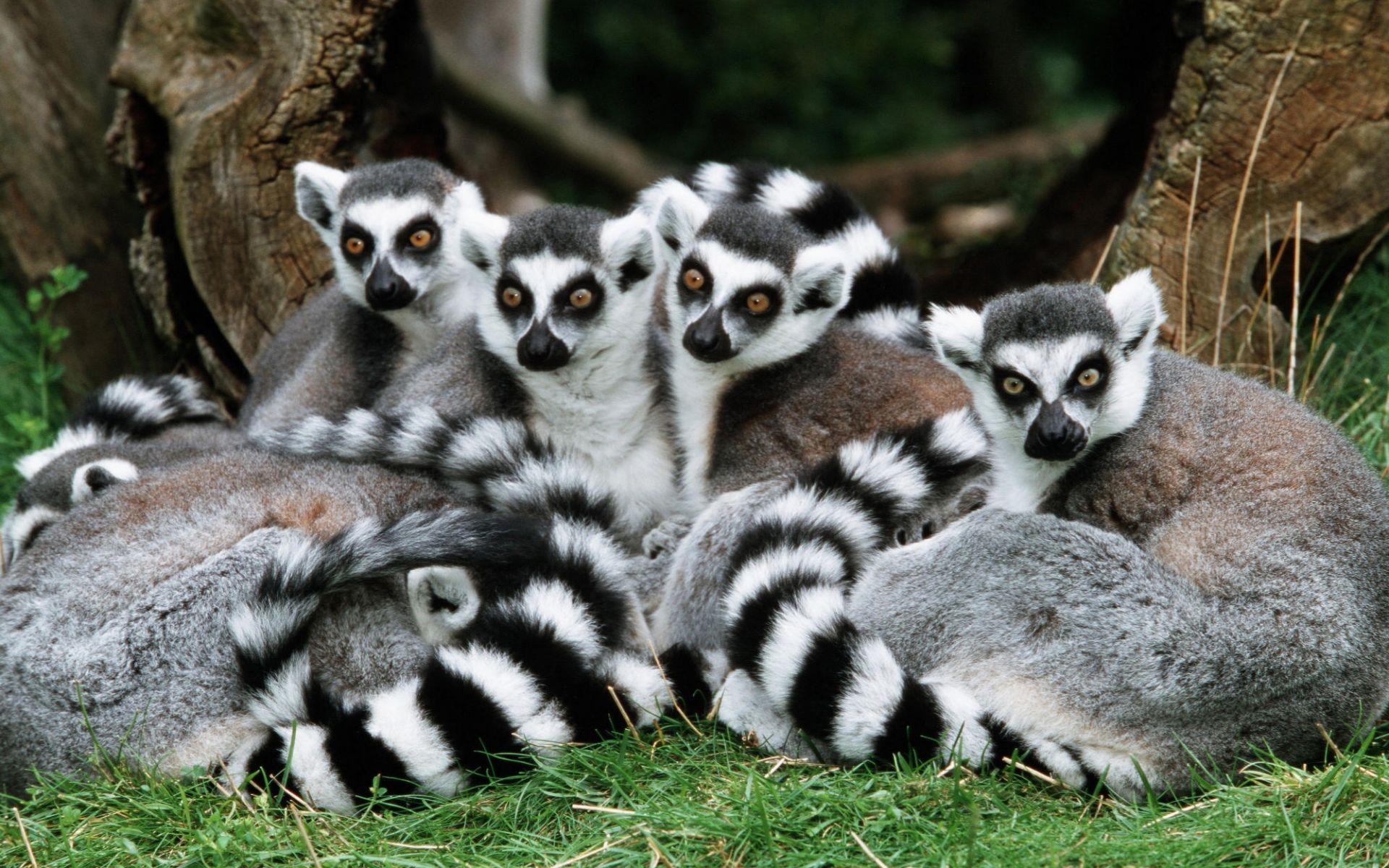 Cute Lemur Wallpapers Top Free Cute Lemur Backgrounds WallpaperAccess