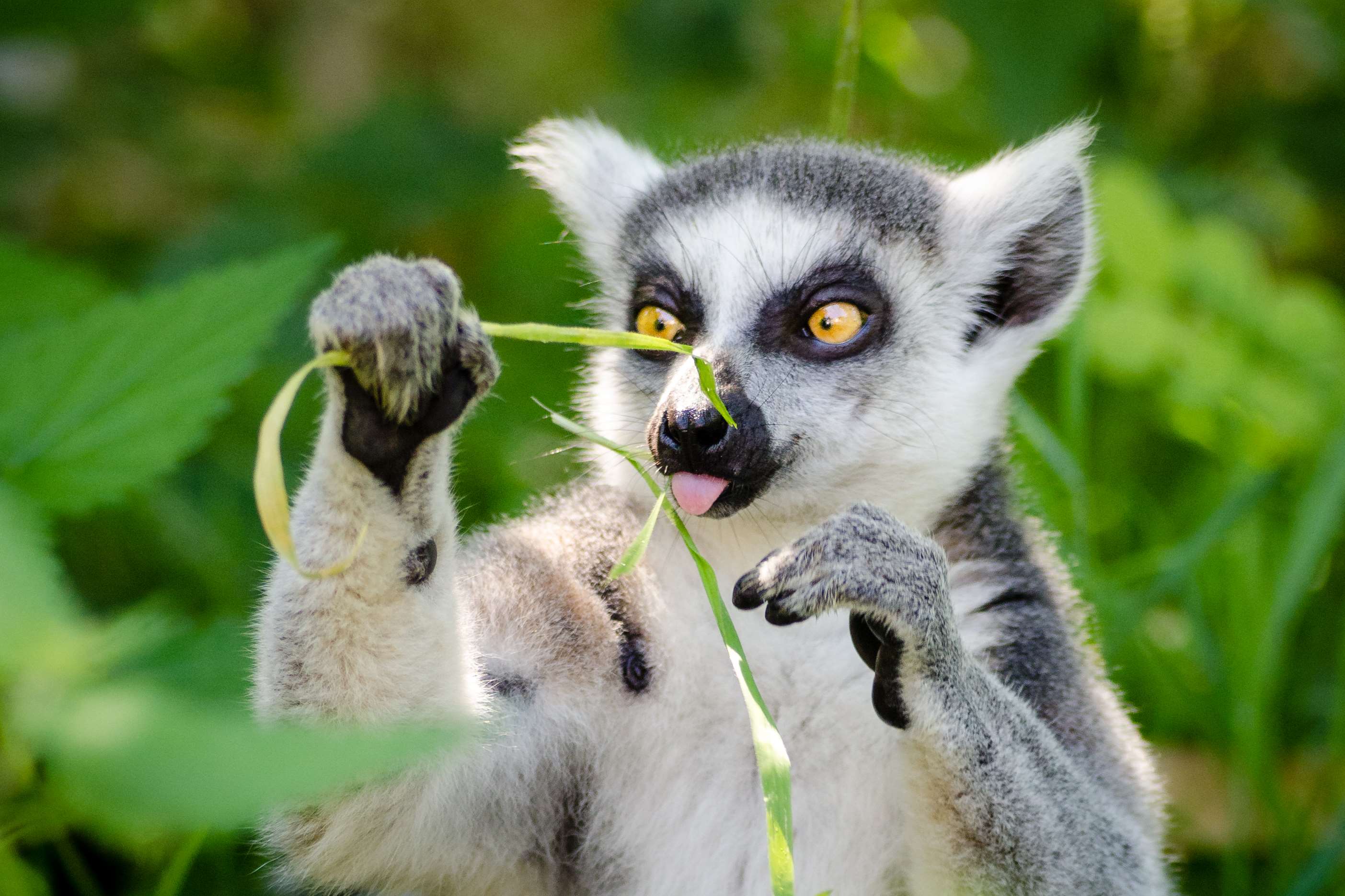 Cute Lemur Wallpapers Top Free Cute Lemur Backgrounds WallpaperAccess